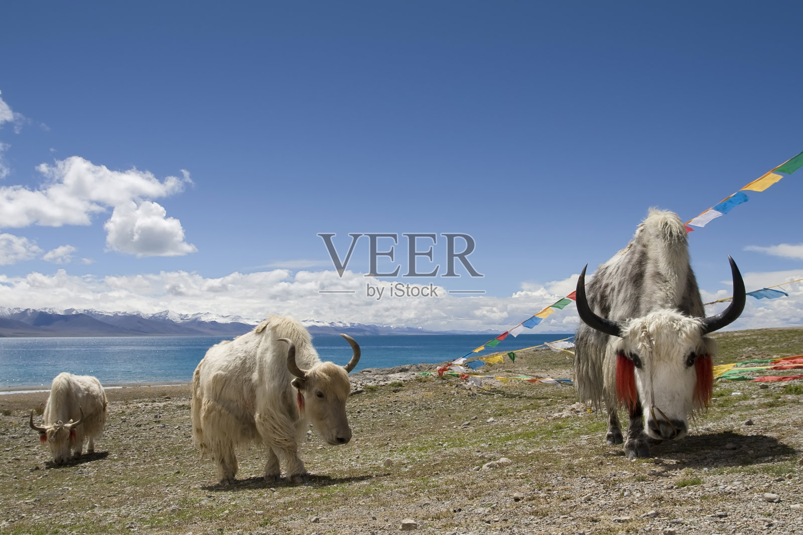 西藏纳木措上的树牦牛和佛教经幡照片摄影图片