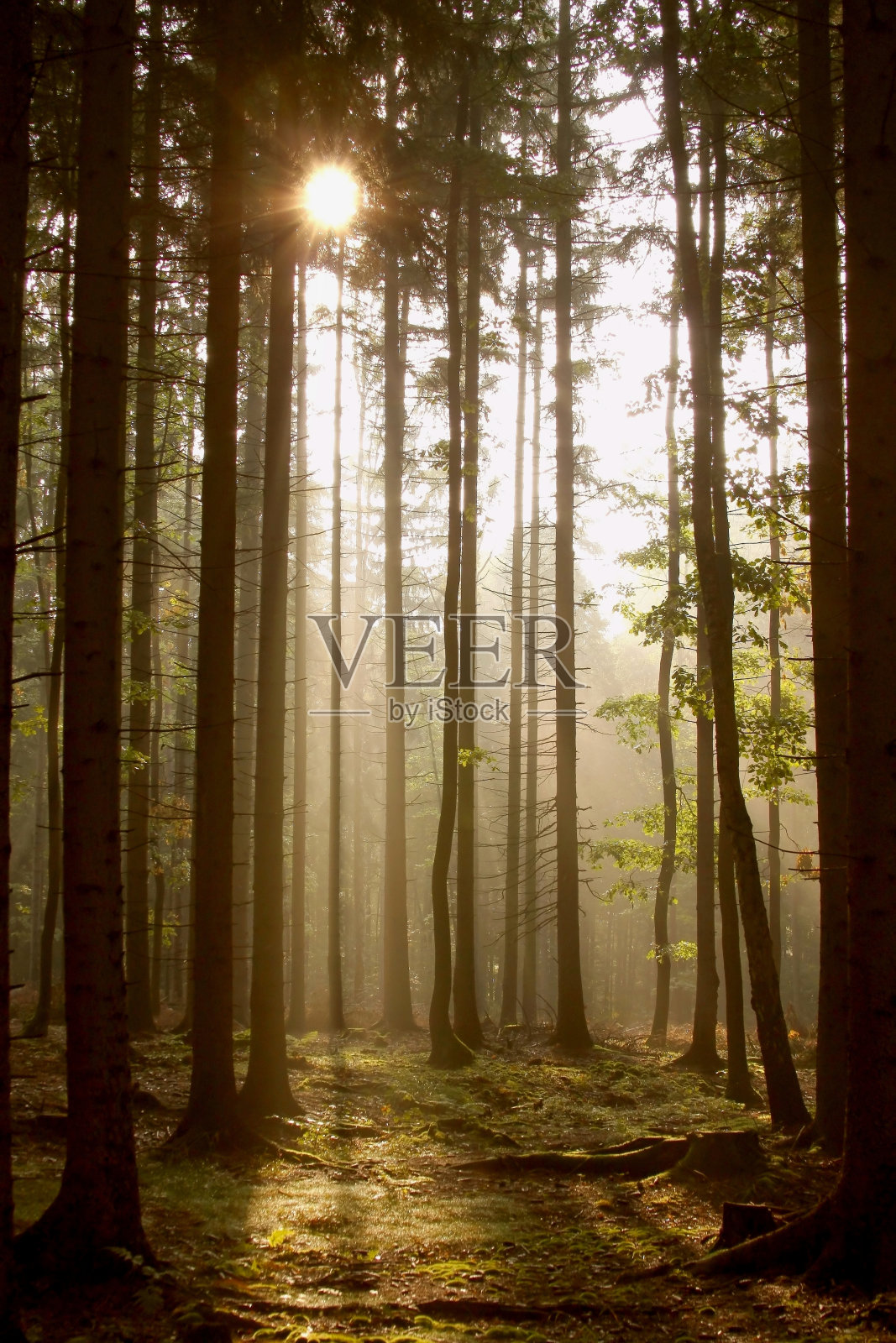 黎明时分的针叶林照片摄影图片
