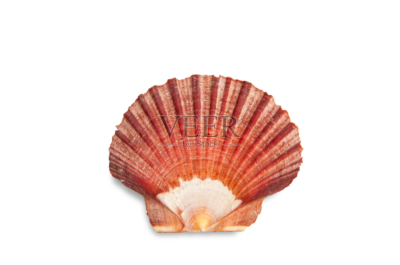 海贝壳孤立在白色设计元素图片