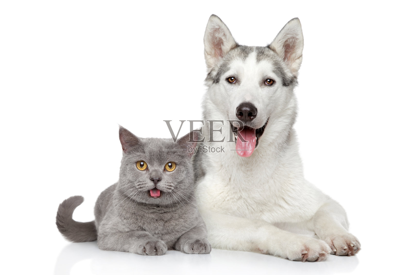 猫和狗一起在白色的背景上照片摄影图片