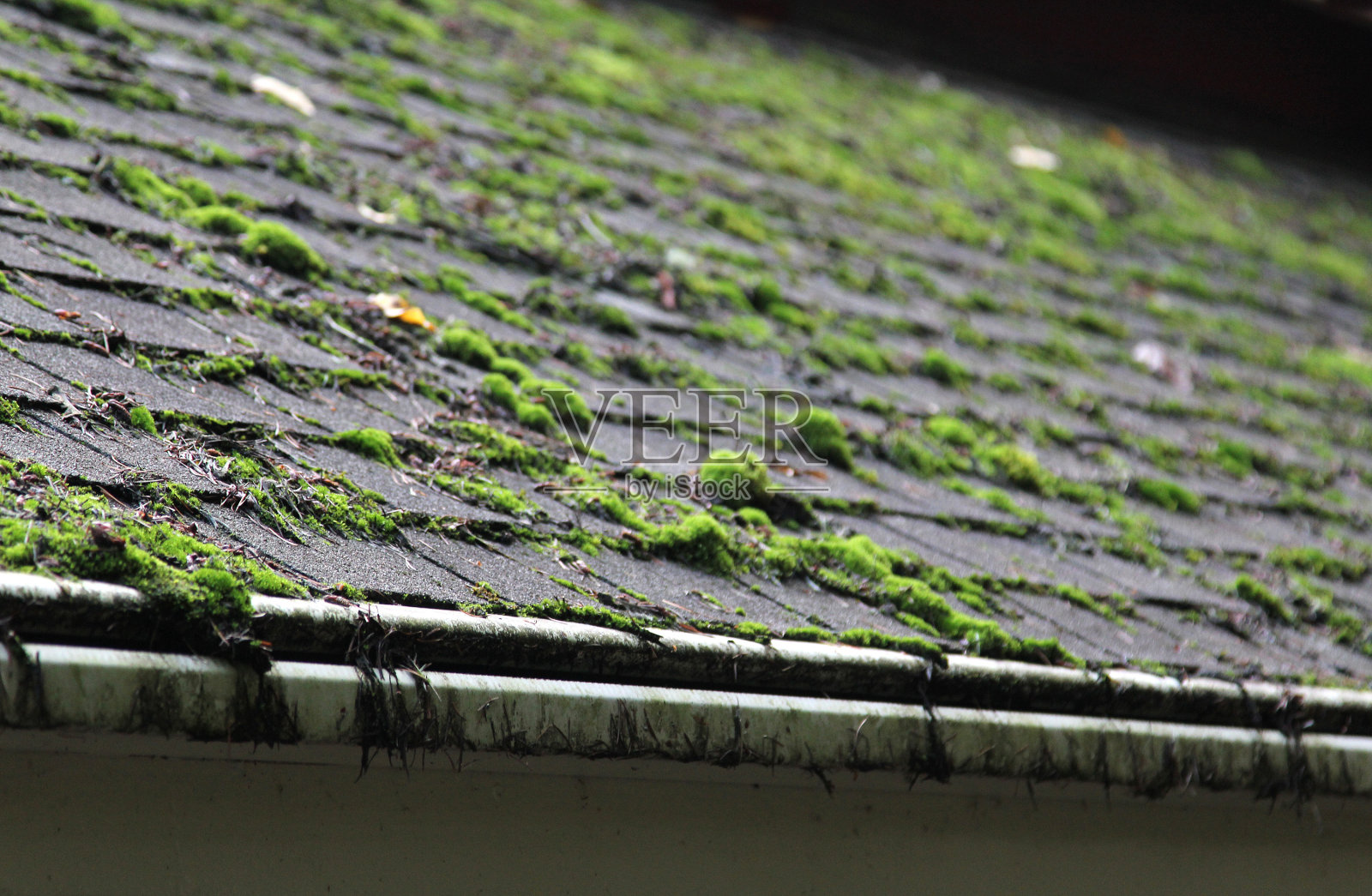 瓦片屋顶上覆盖着苔藓照片摄影图片