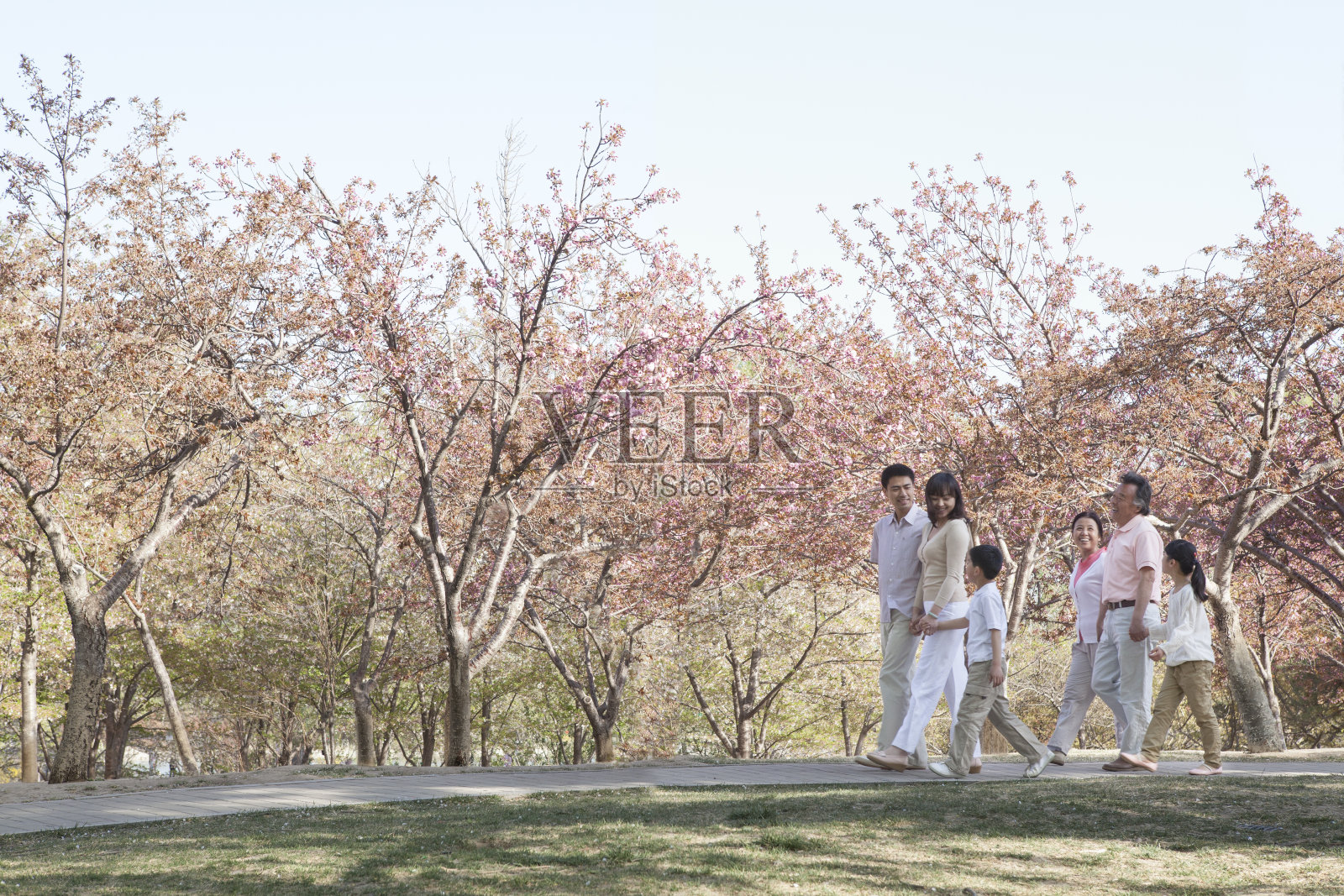 几代同堂的一家人在樱花树间散步照片摄影图片