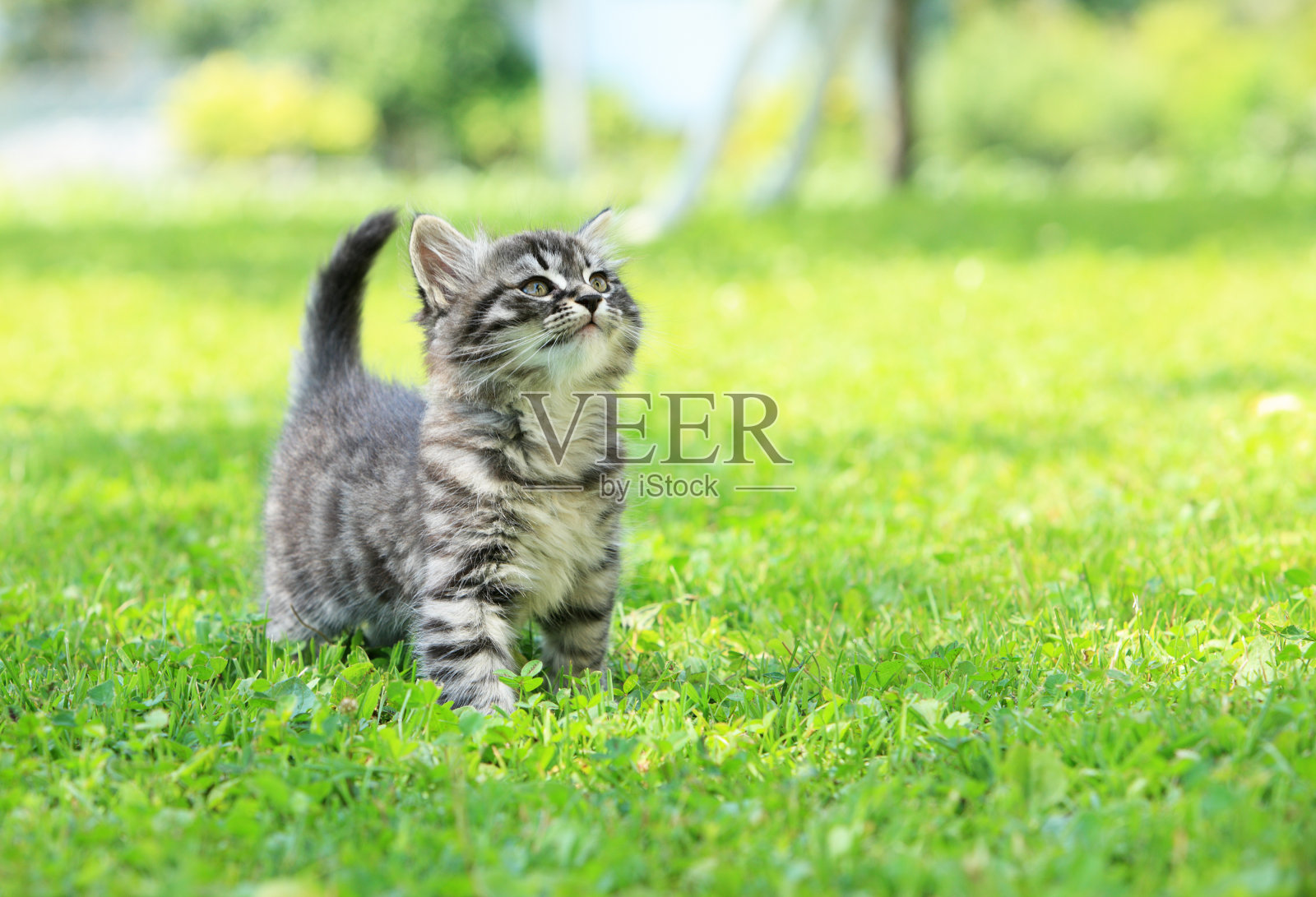 绿草中有灰色条纹的小猫照片摄影图片