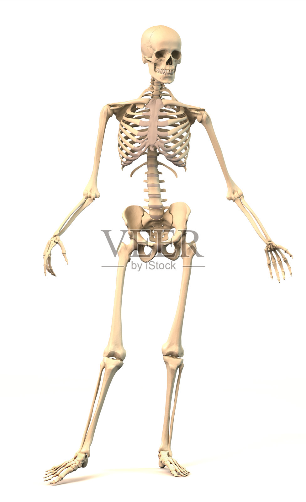 男性人体骨骼，动态姿势，正面视图。照片摄影图片