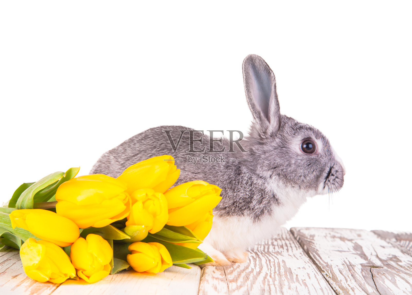 复活节的兔子照片摄影图片