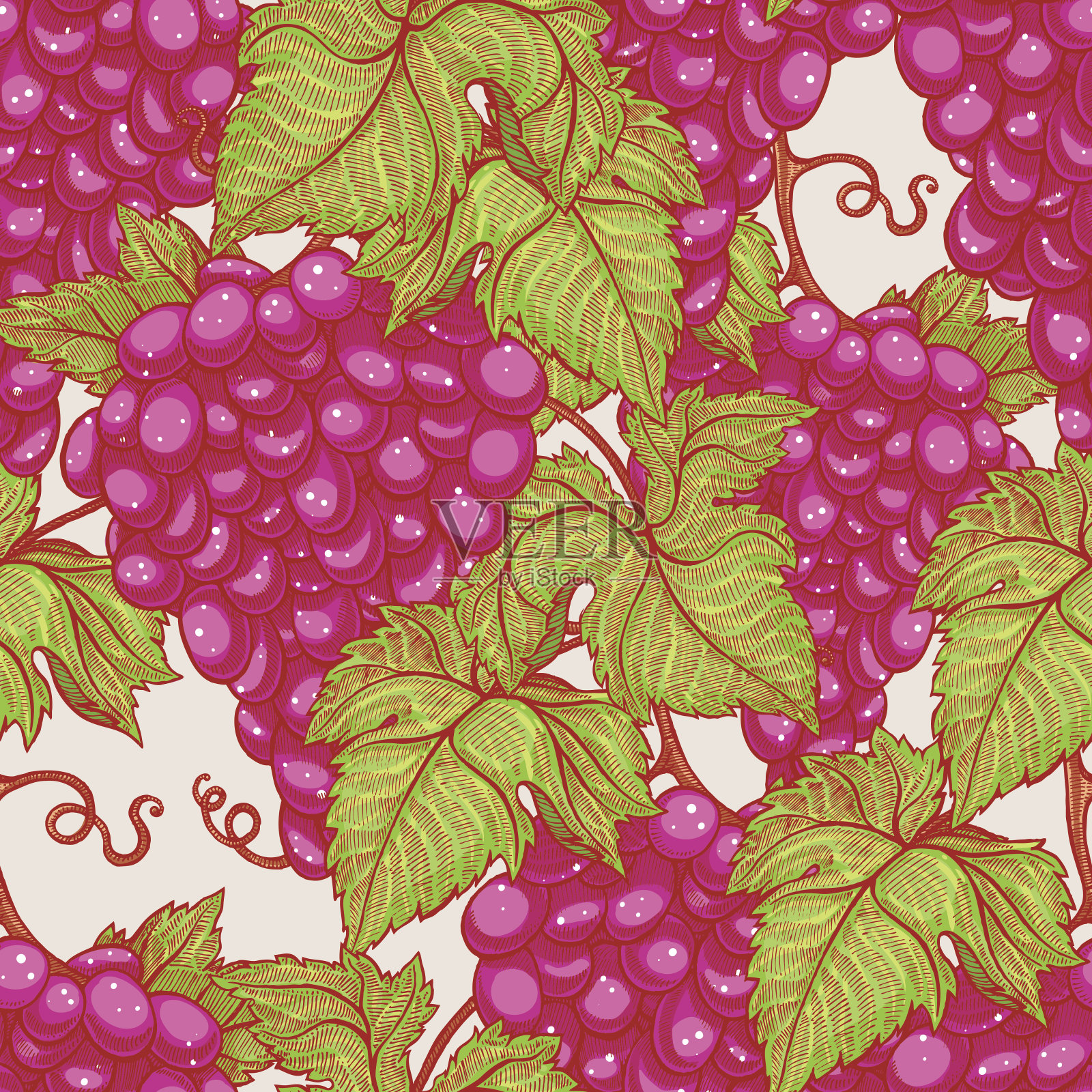成熟的红葡萄插画图片素材