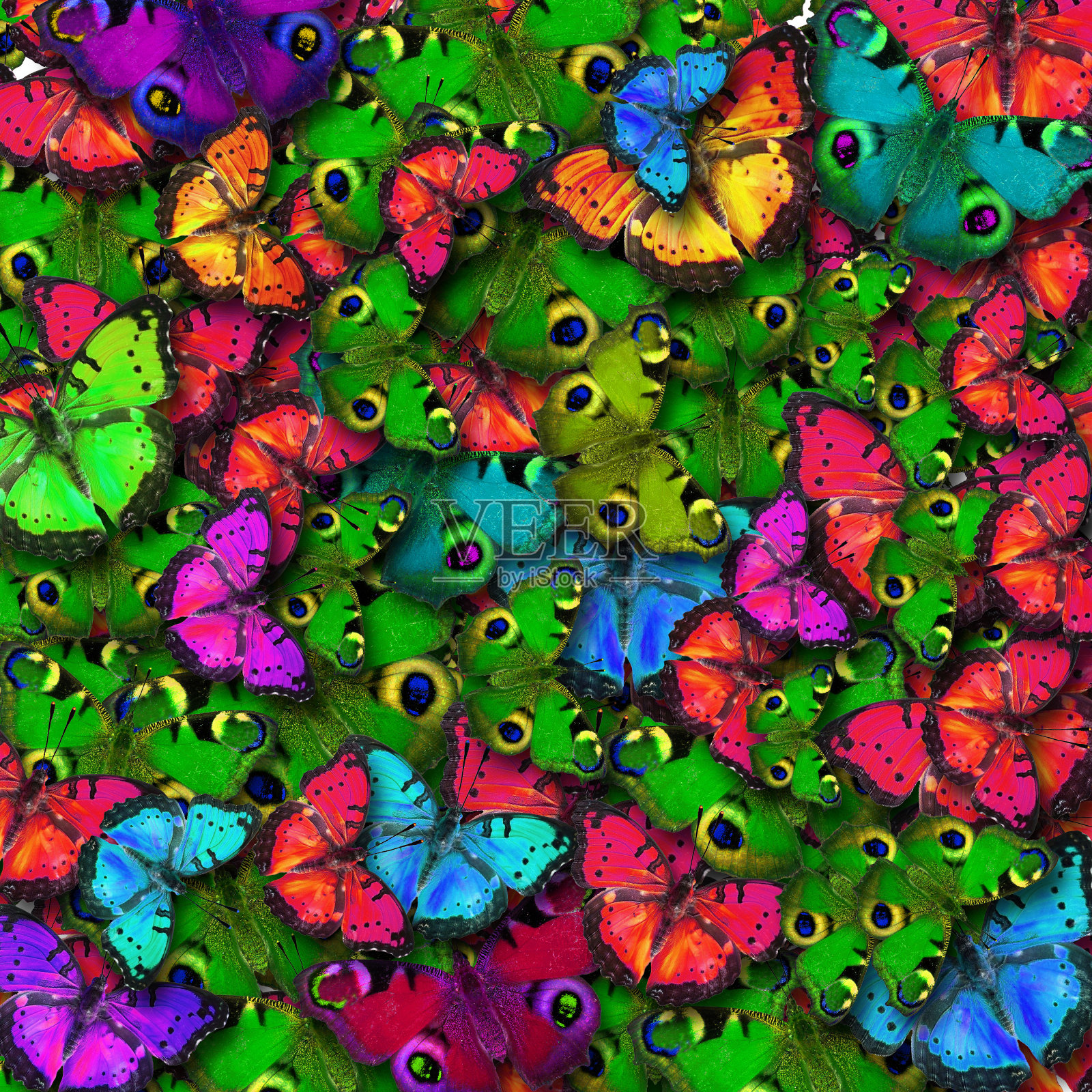 蝴蝶的颜色照片摄影图片