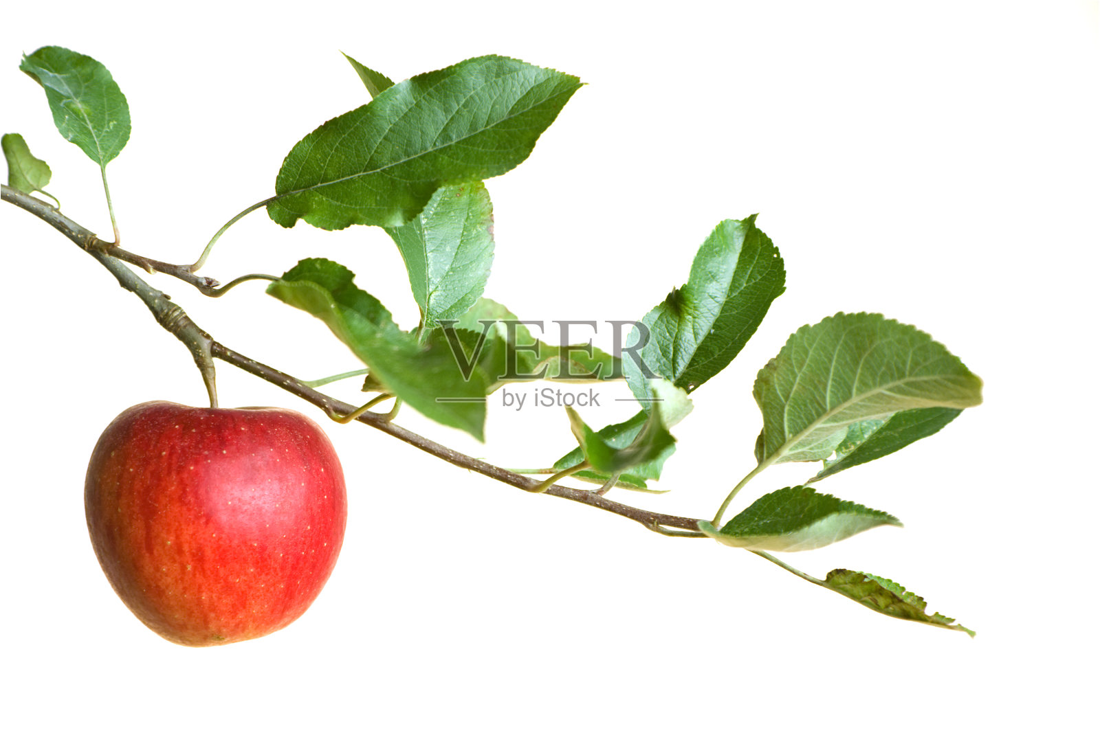 树枝上的一个红苹果照片摄影图片