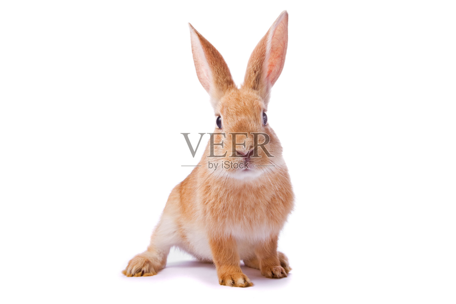 在白色背景上孤立的小红兔照片摄影图片