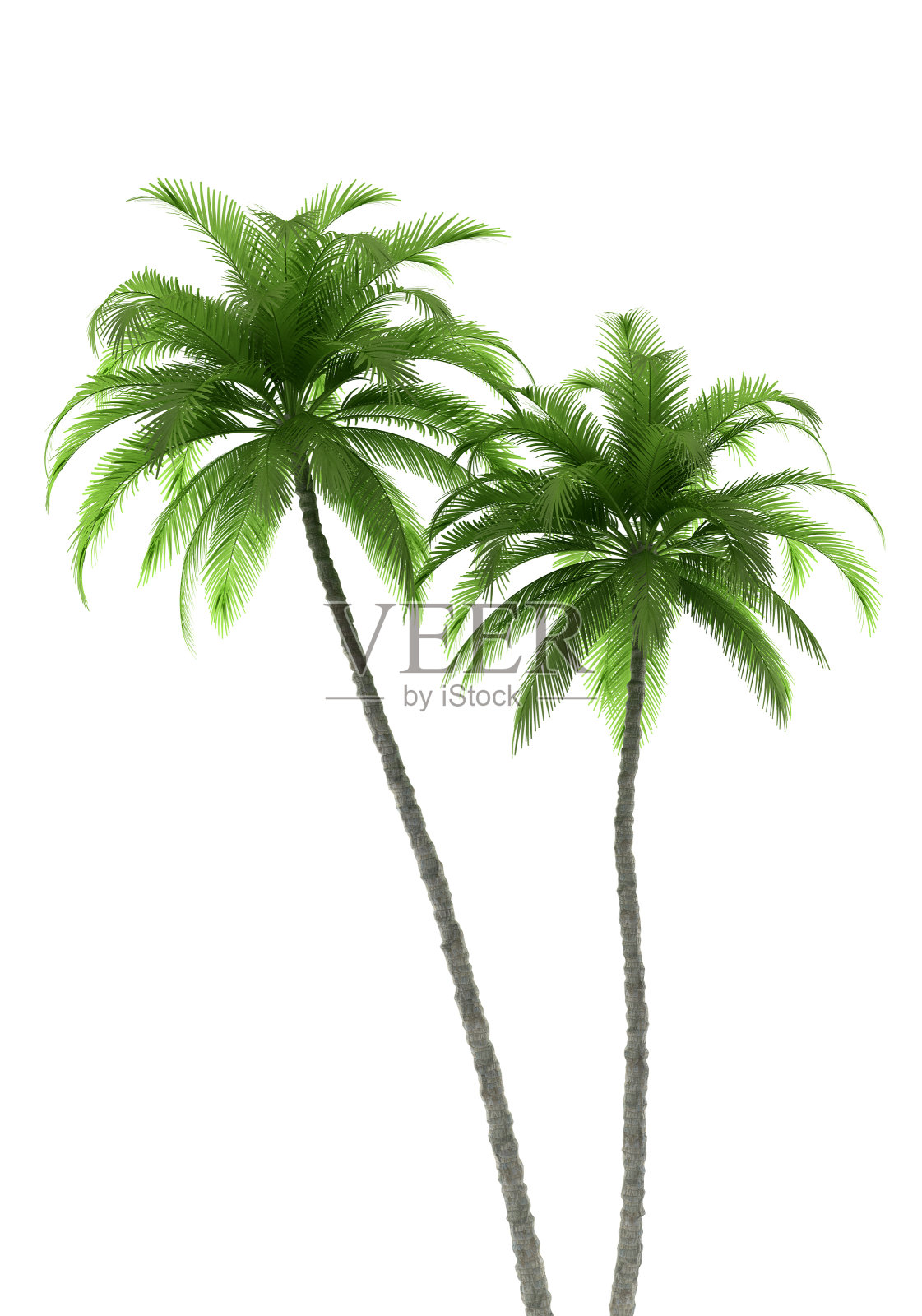两棵棕榈树孤立的白色背景与修剪路径照片摄影图片