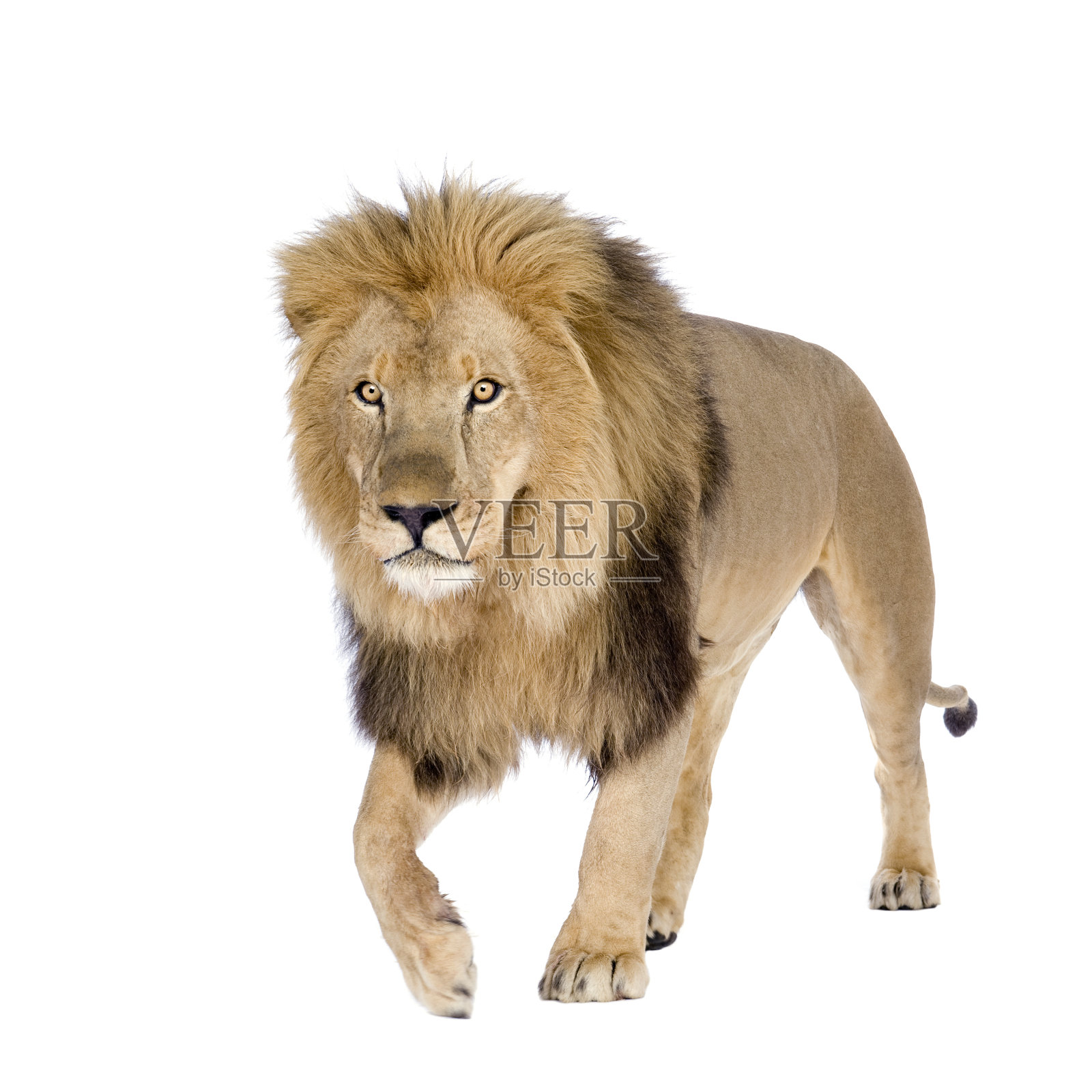8岁的Panthera Lion孤立在白色背景照片摄影图片