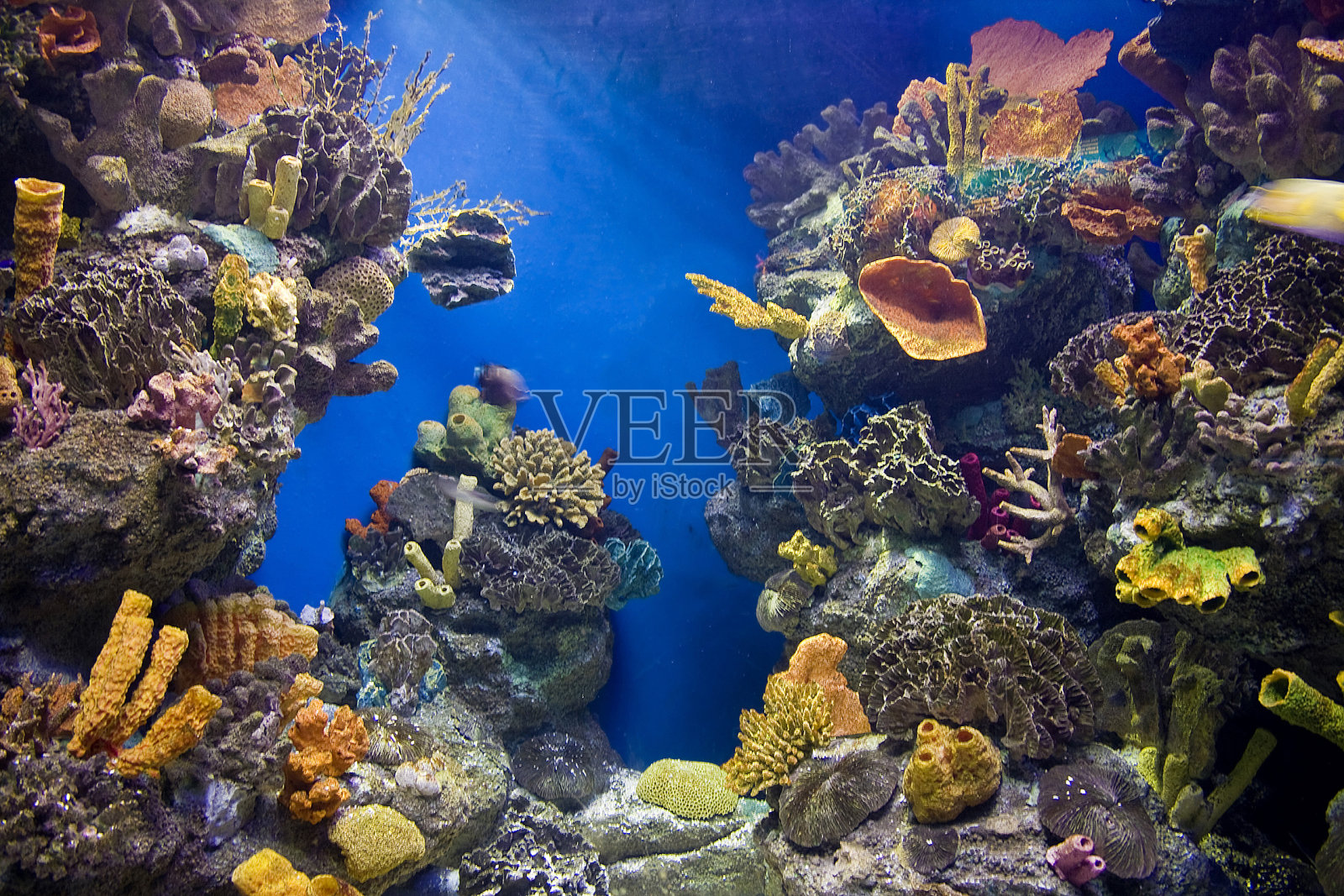 这是一个彩色水族缸内部的照片照片摄影图片