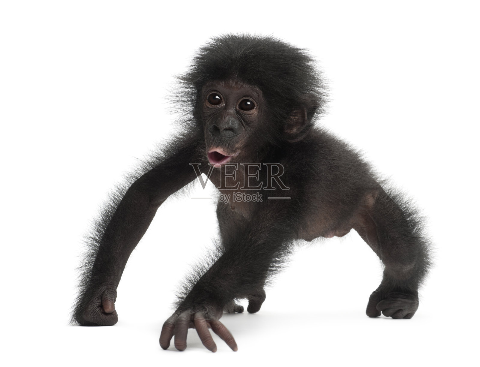 小倭黑猩猩，4个月大照片摄影图片