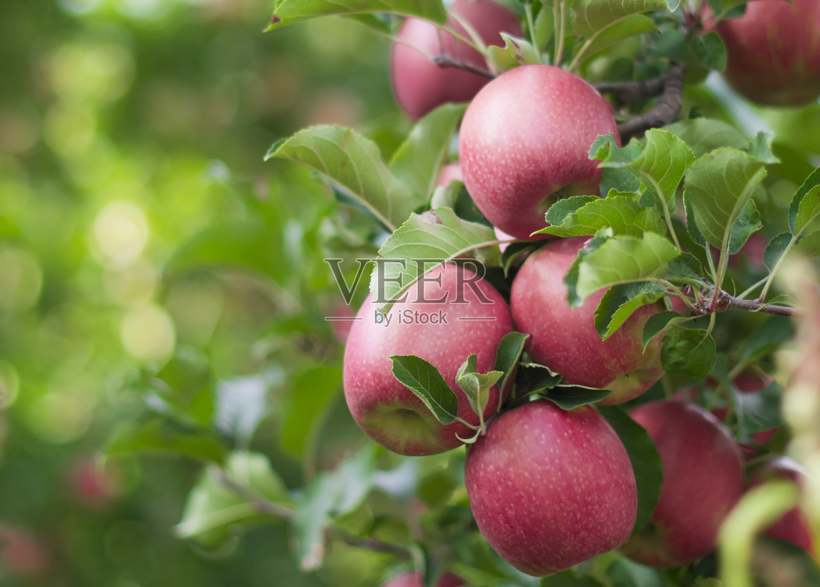 意大利南蒂罗尔，树枝上的苹果照片摄影图片