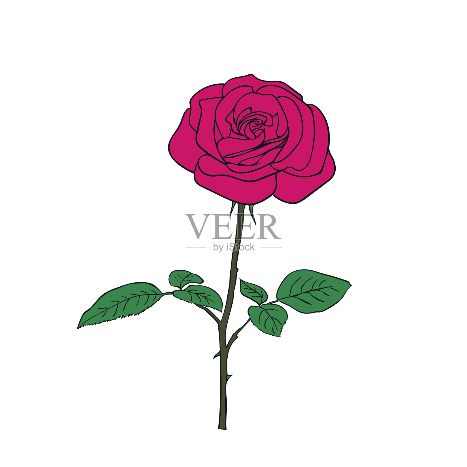 轮廓的玫瑰插画图片素材