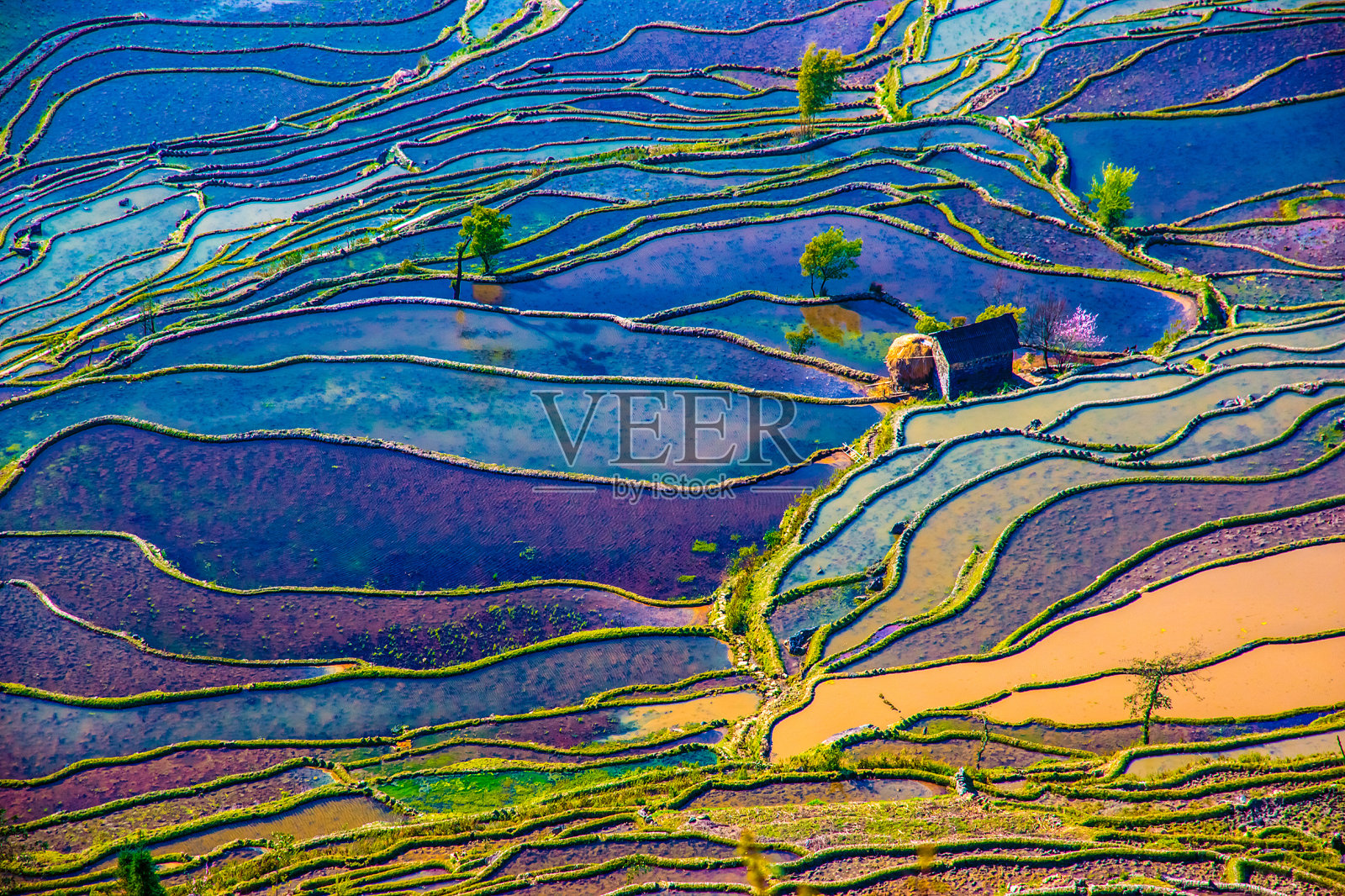 中国南方的稻田被淹照片摄影图片