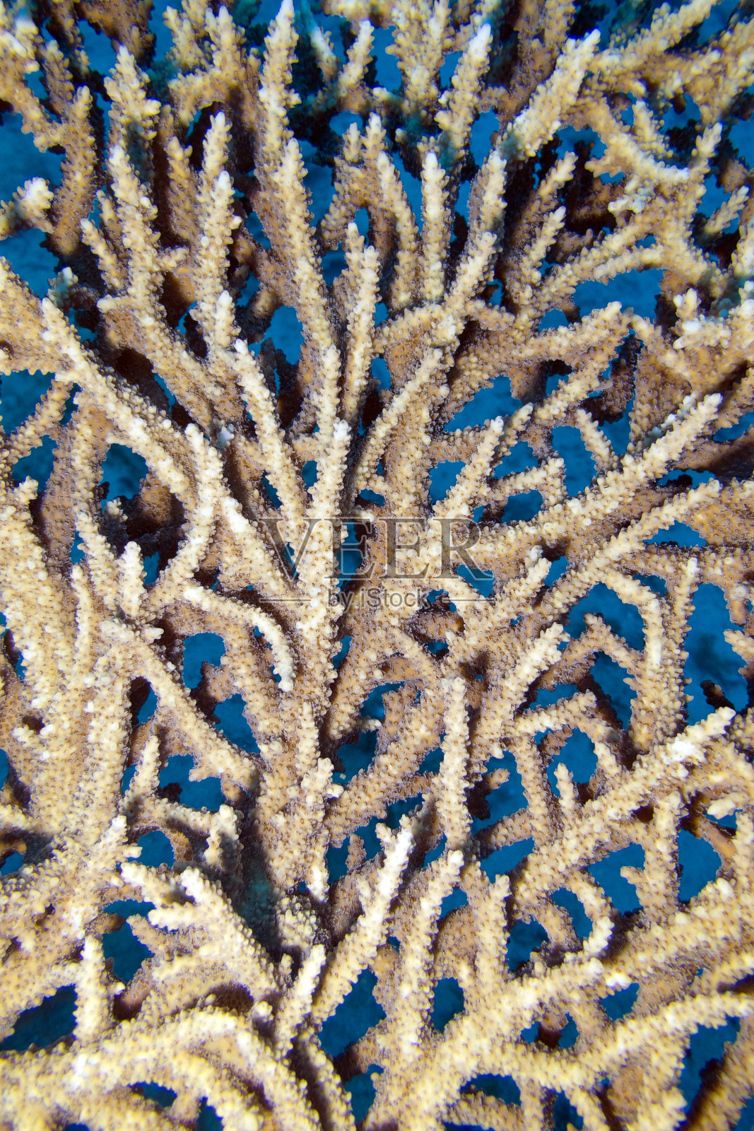 珊瑚礁与桌珊瑚近距离，水下照片摄影图片