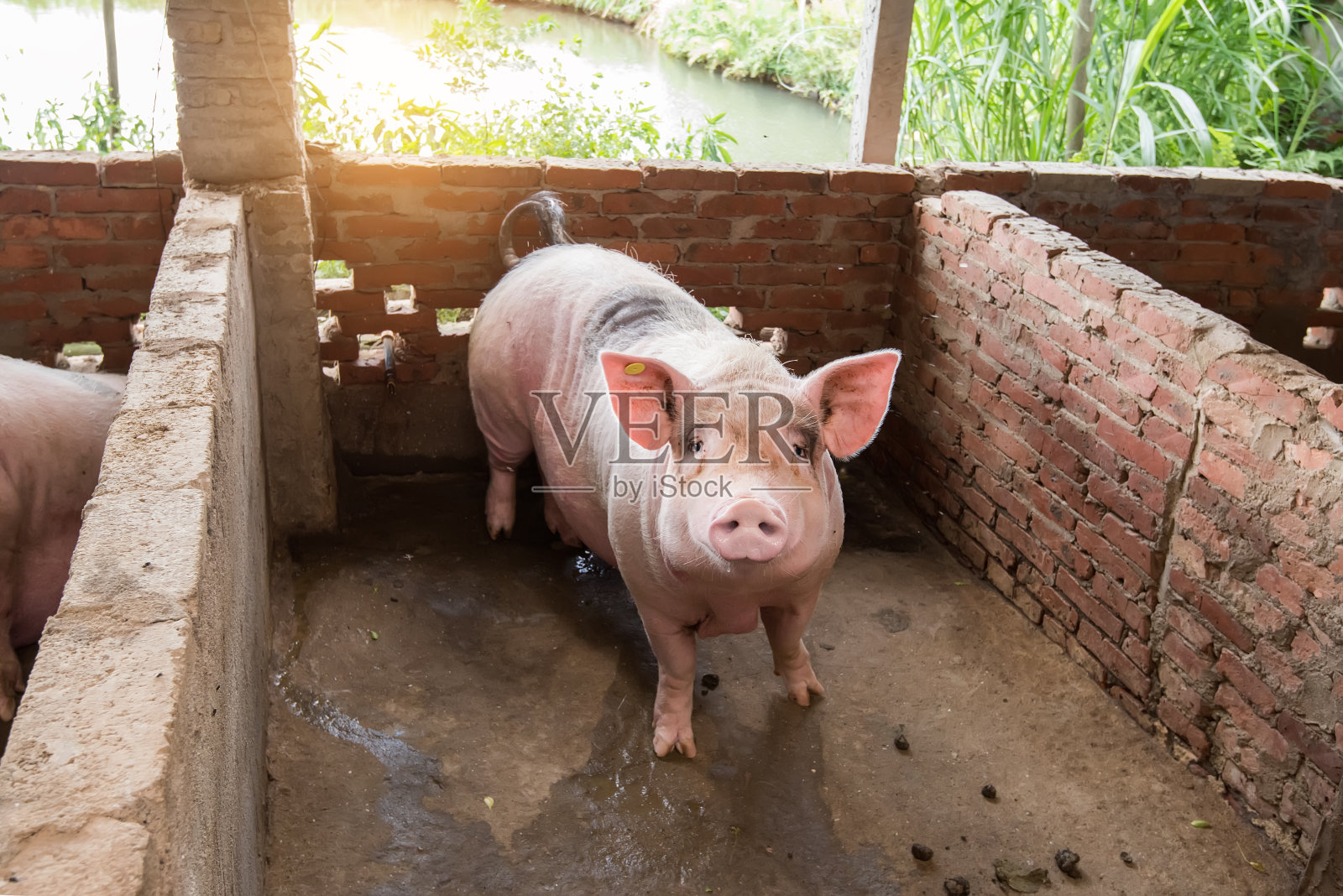 猪在农场照片摄影图片