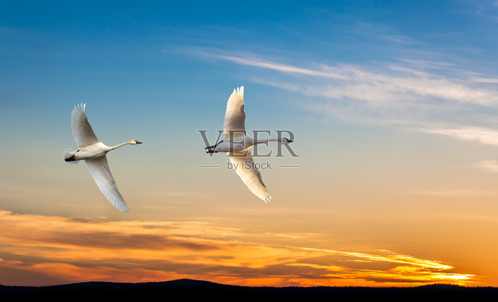 迁徙的鹤是春季或秋季照片摄影图片