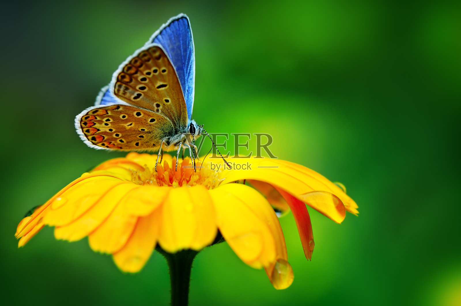 蓝色的蝴蝶照片摄影图片