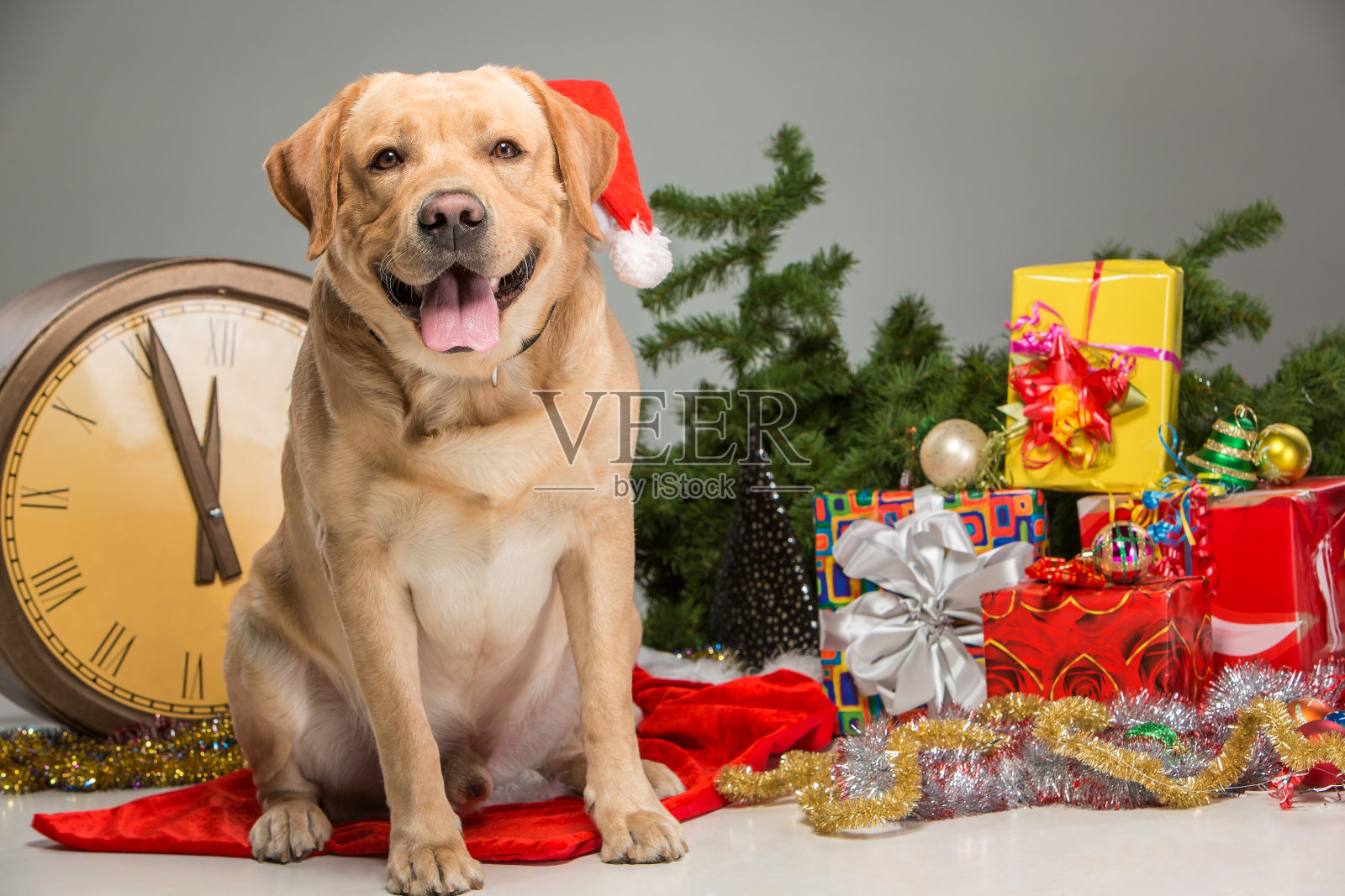 带圣诞帽的拉布拉多犬。新年的花环和礼物照片摄影图片