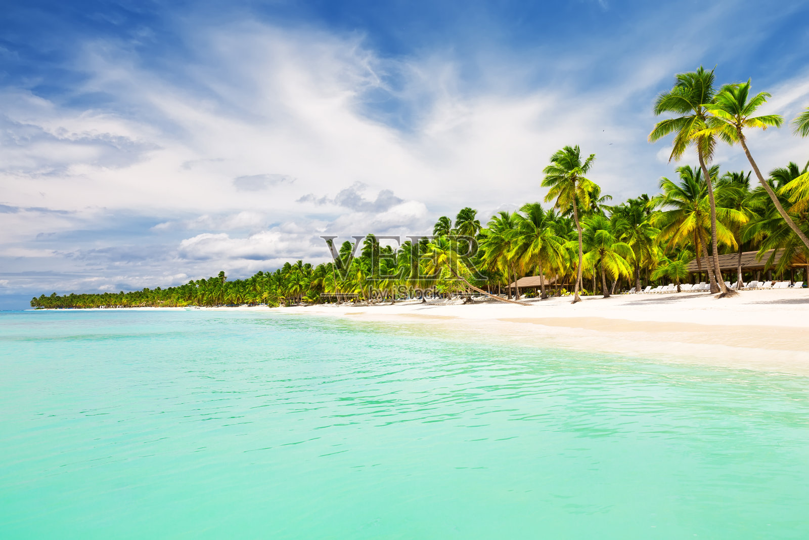 白色沙滩上的椰子树照片摄影图片