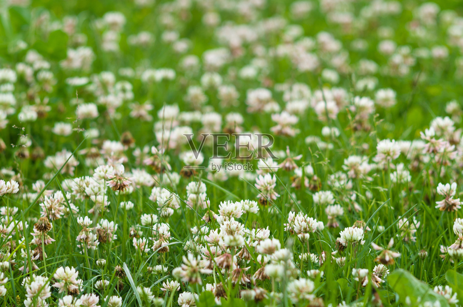 白色三叶草(三叶草)花田，狭窄的深度照片摄影图片