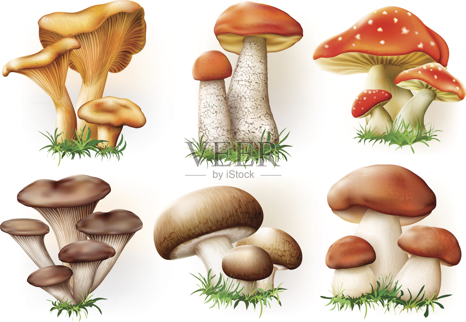 蘑菇集合插画图片素材