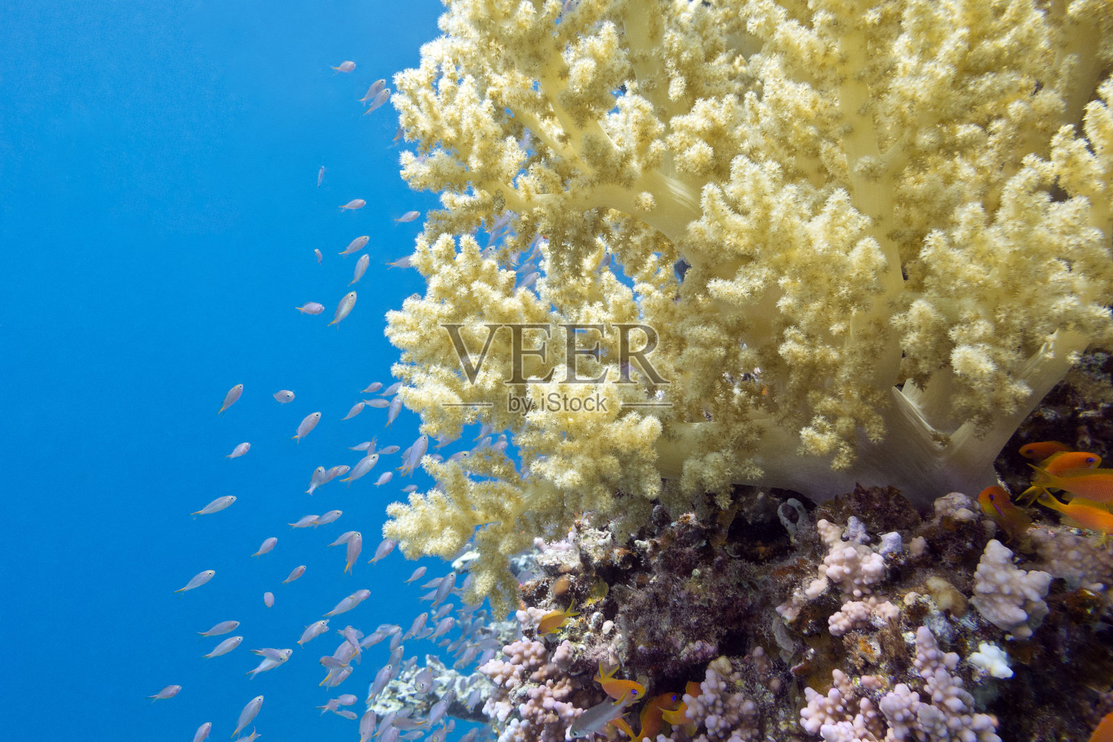 热带海洋中的黄色花椰菜珊瑚，水下照片摄影图片