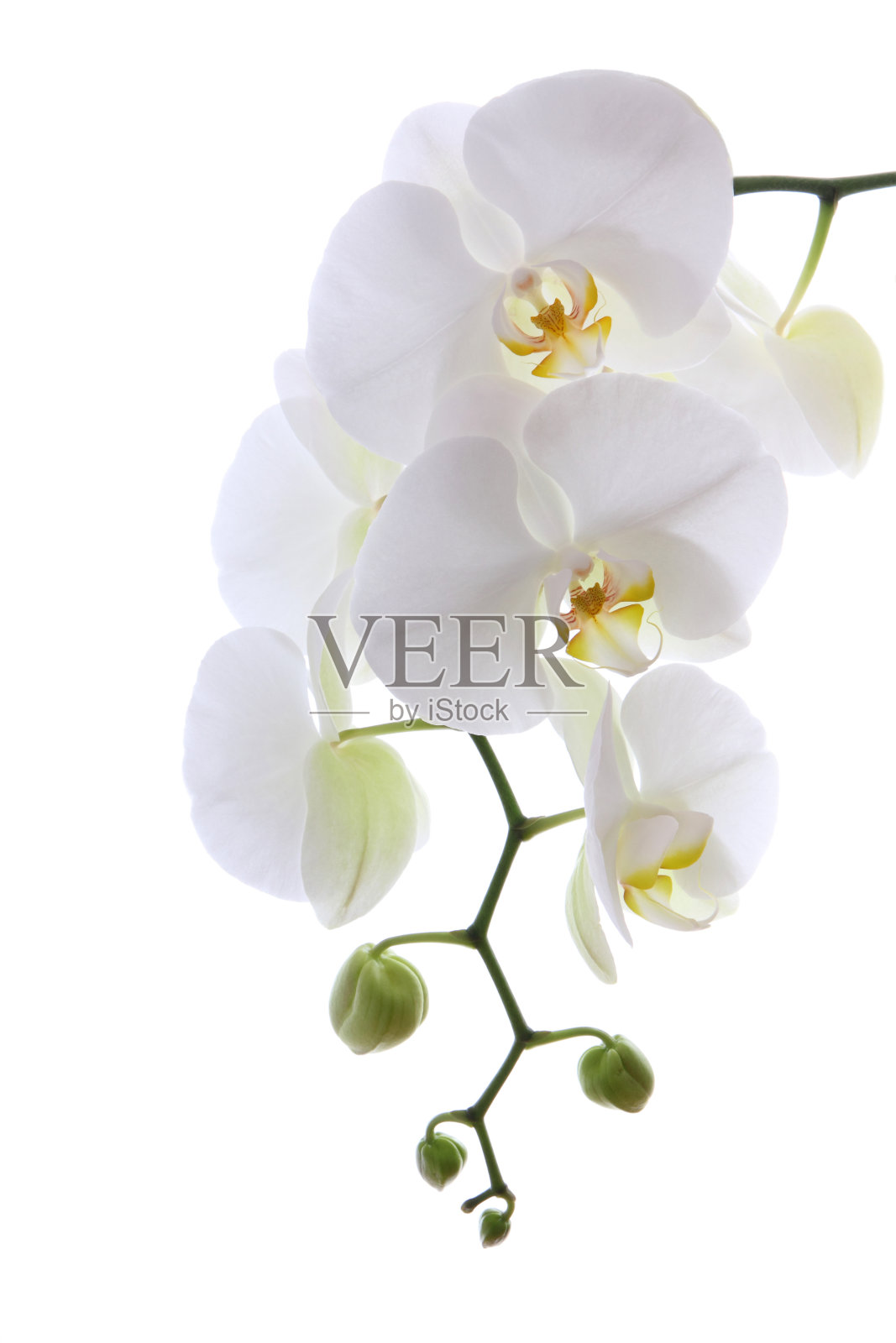 白色的敏感的兰花照片摄影图片