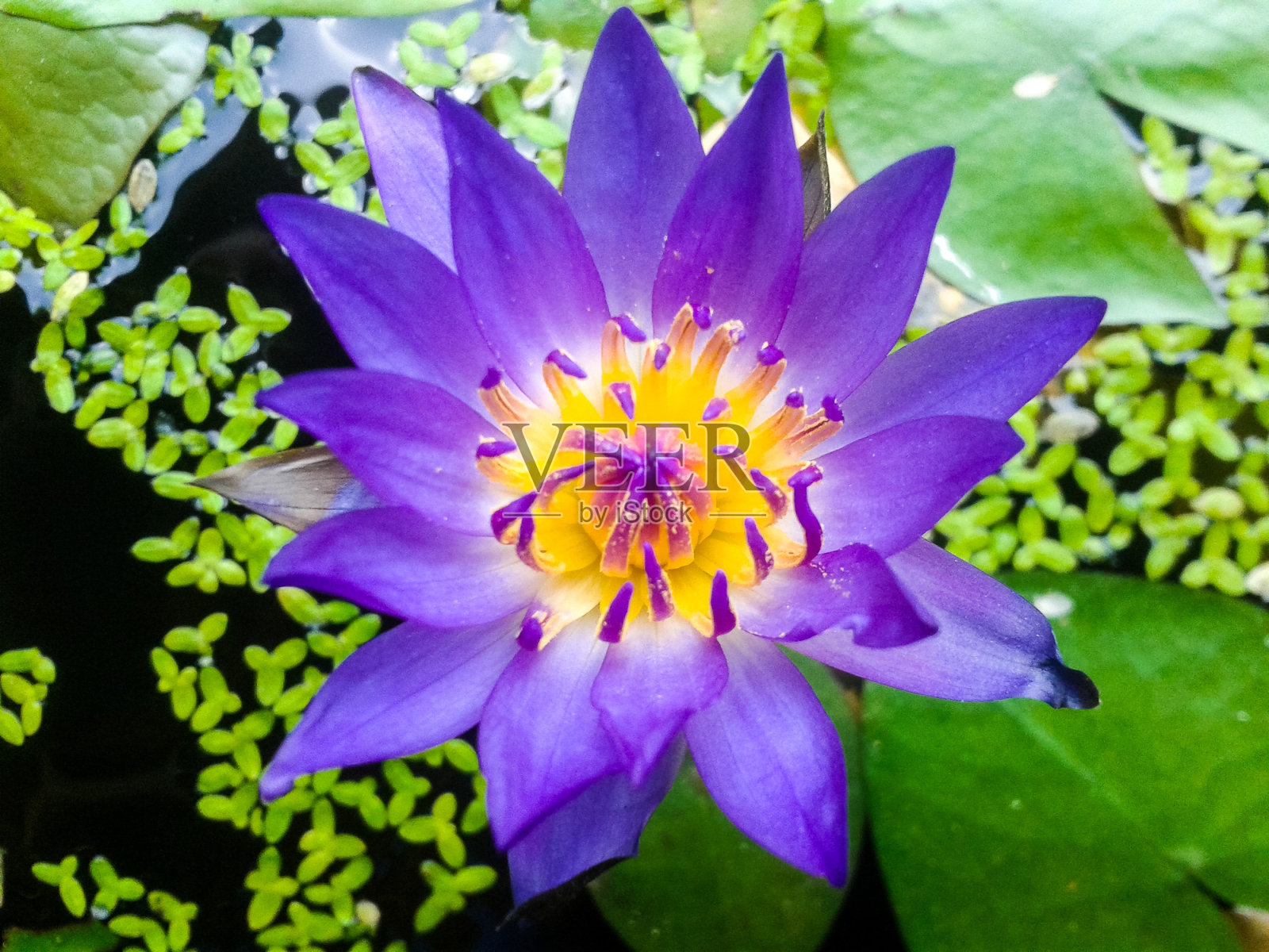 紫色的莲花照片摄影图片