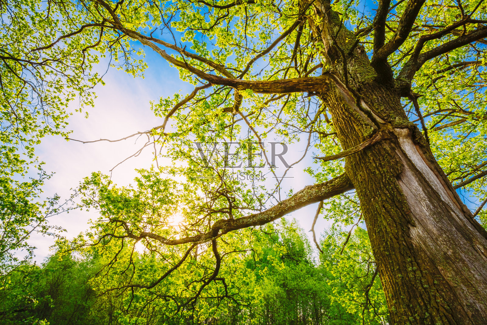 春天的阳光穿过高大的橡树的树冠。照片摄影图片