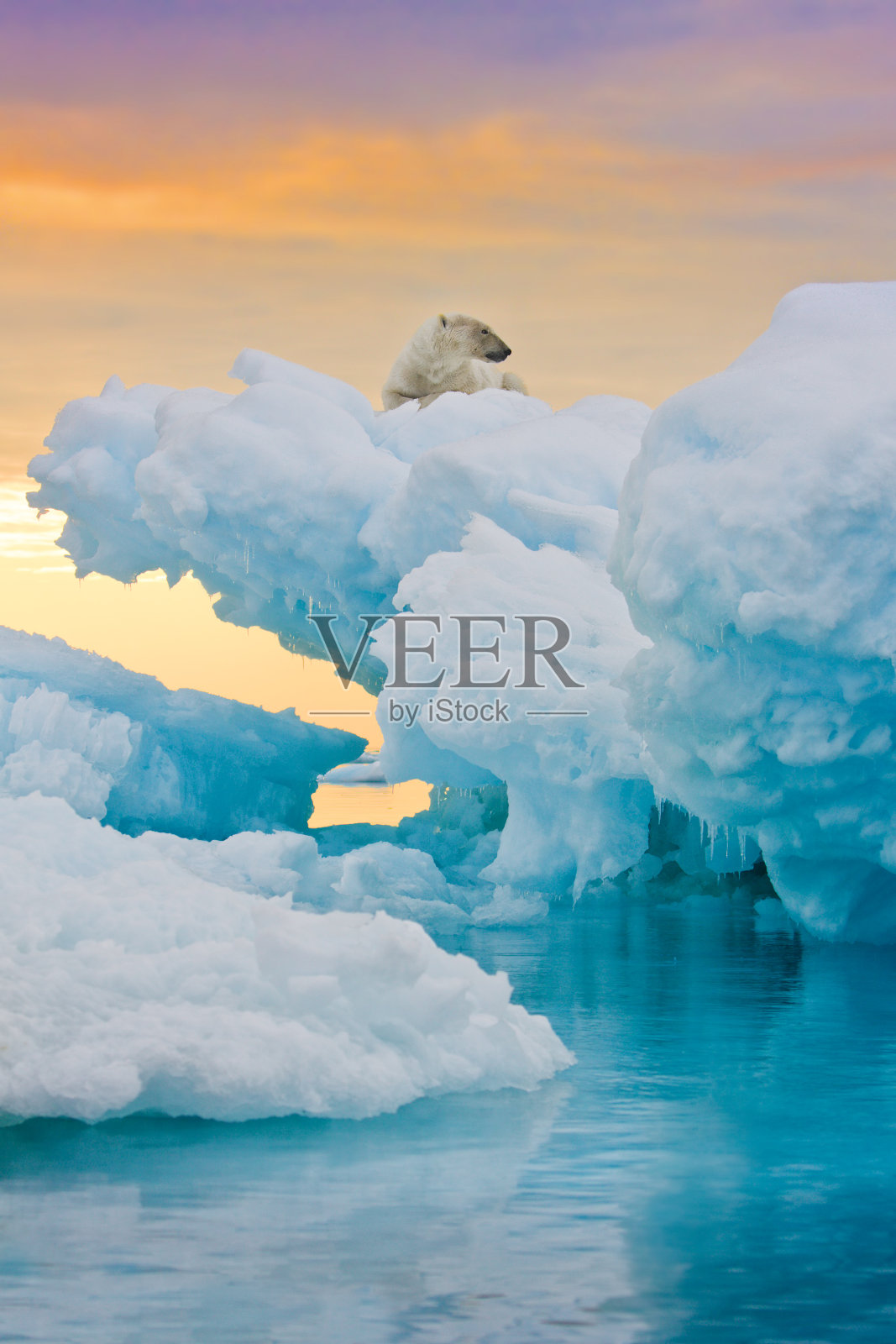 北极熊在冰冻露头上照片摄影图片