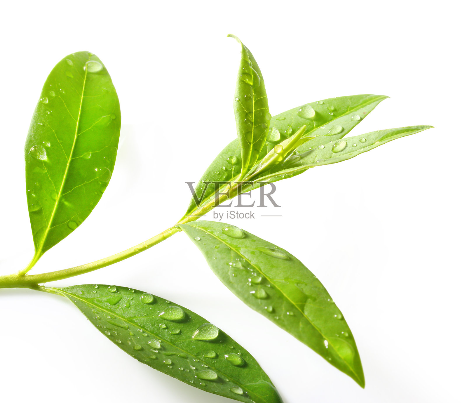 茶树(紫菜)。照片摄影图片