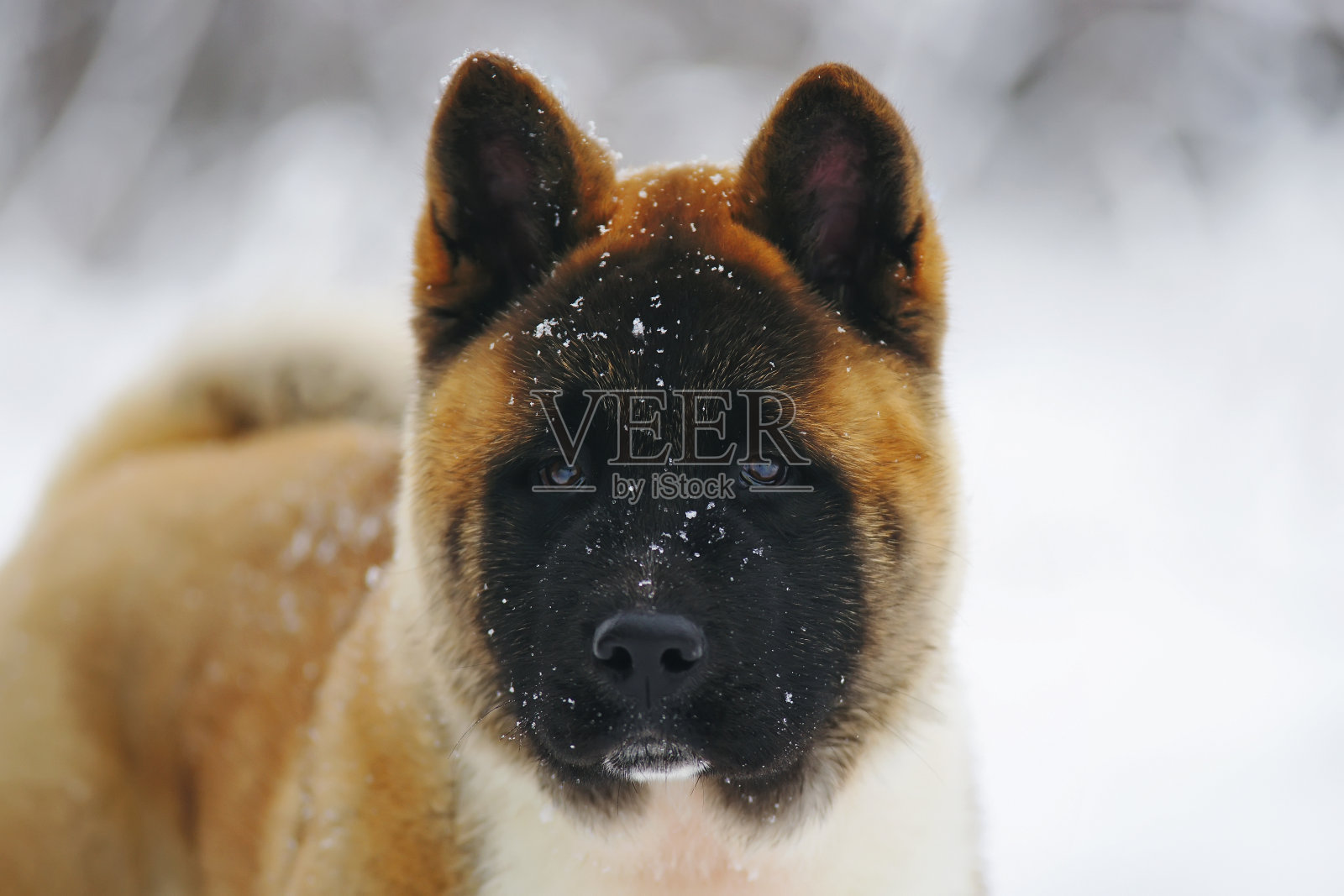 这是一只美国秋田犬在冬天的肖像照片摄影图片