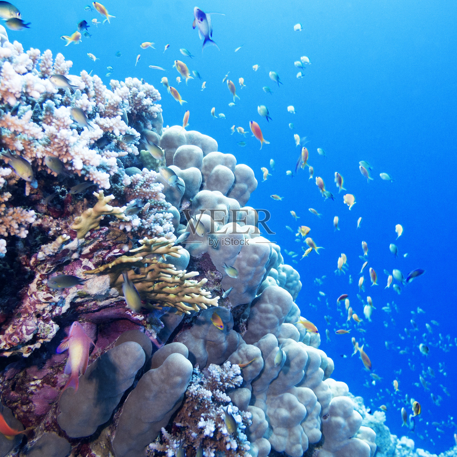 热带海洋，水下，五颜六色的珊瑚礁和奇异的鱼类照片摄影图片