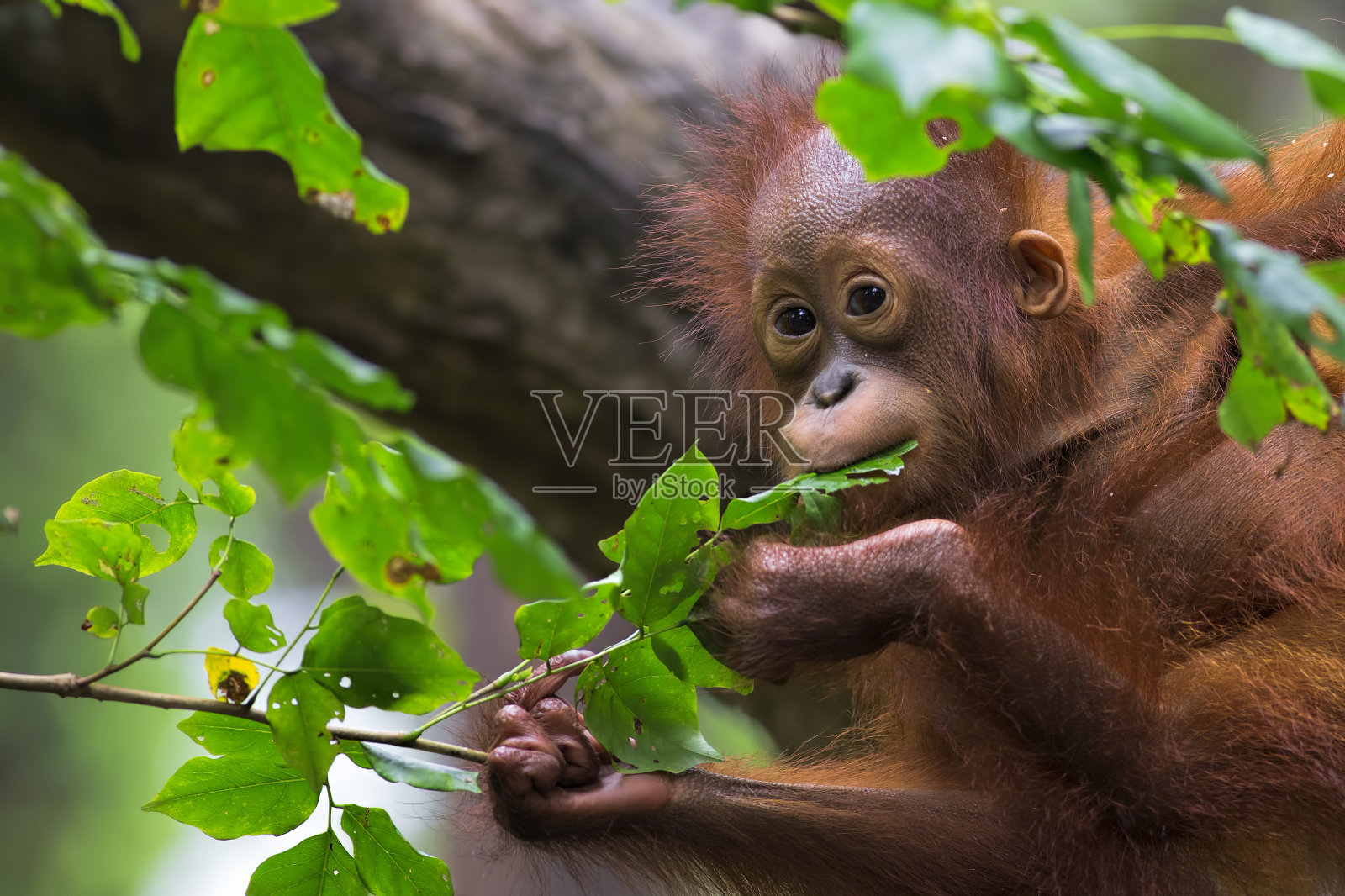 婆罗洲猩猩照片摄影图片