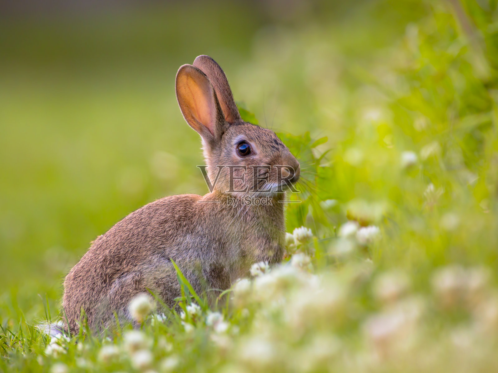 观赏野生欧洲兔子照片摄影图片