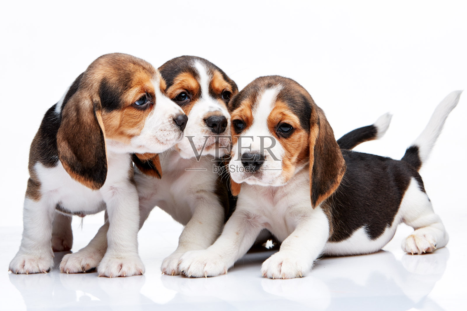 三个可爱的小猎犬幼犬的特写照片摄影图片