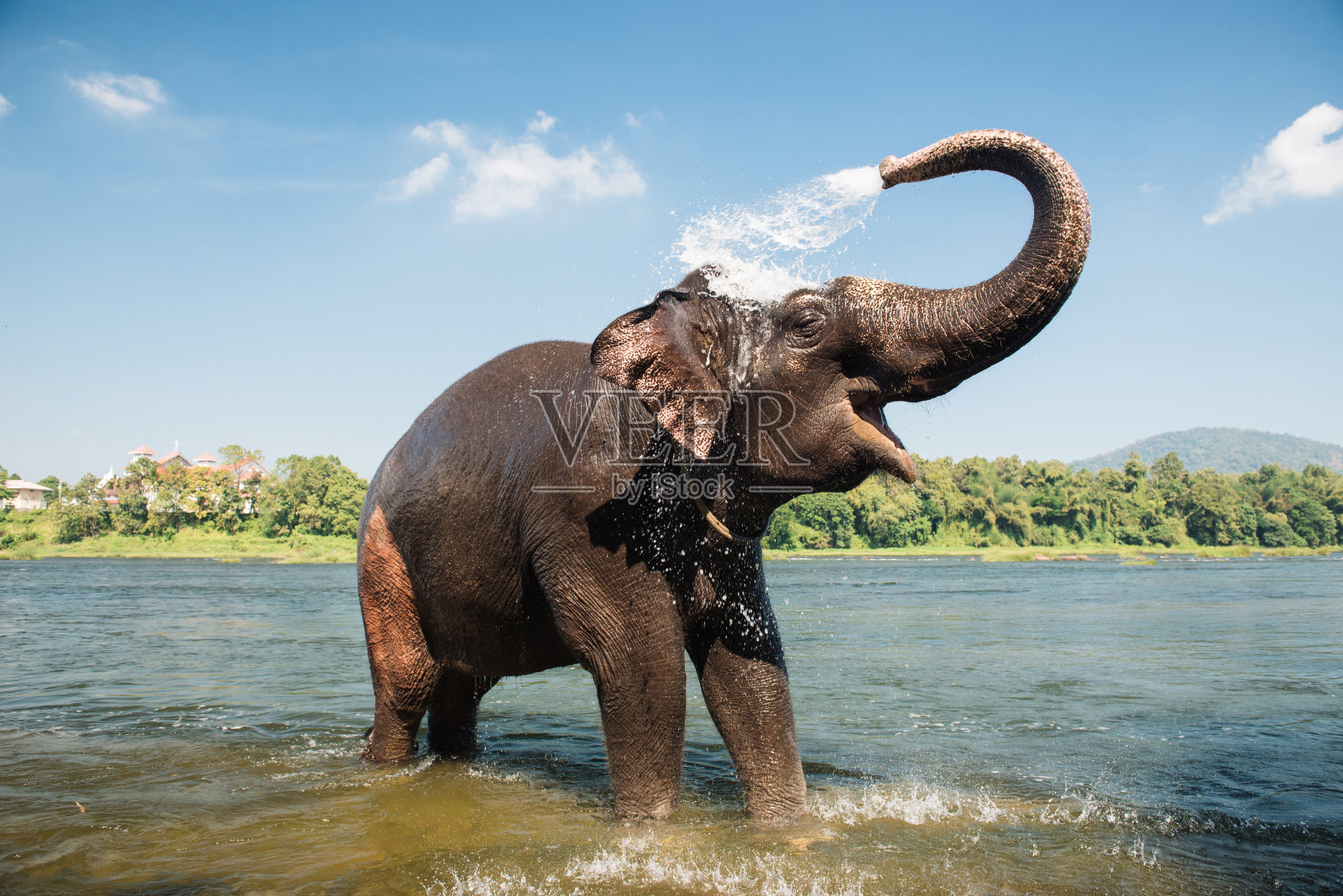 大象在河里洗澡照片摄影图片