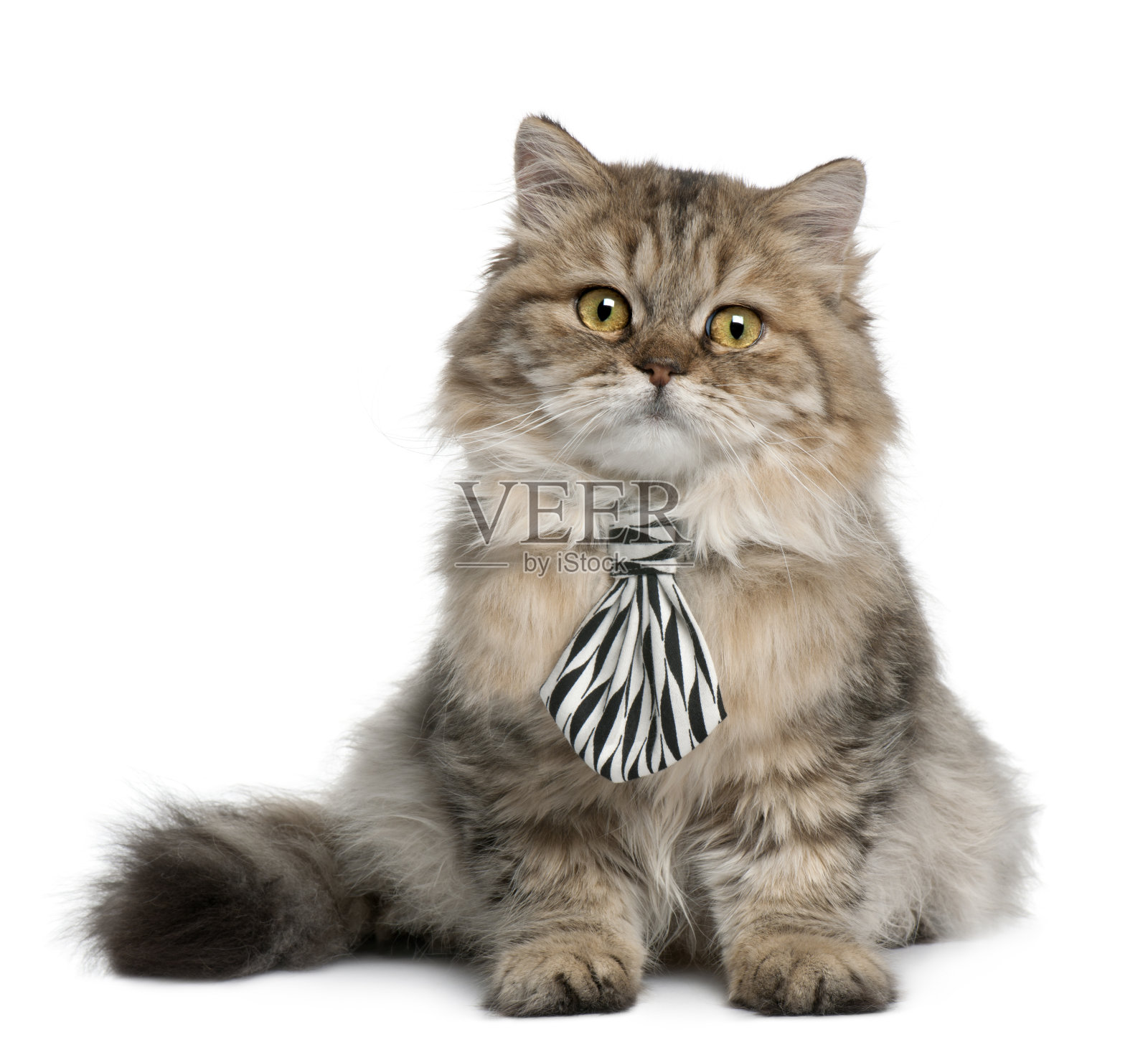 英国长毛小猫系着领带，3个月大，坐着。照片摄影图片