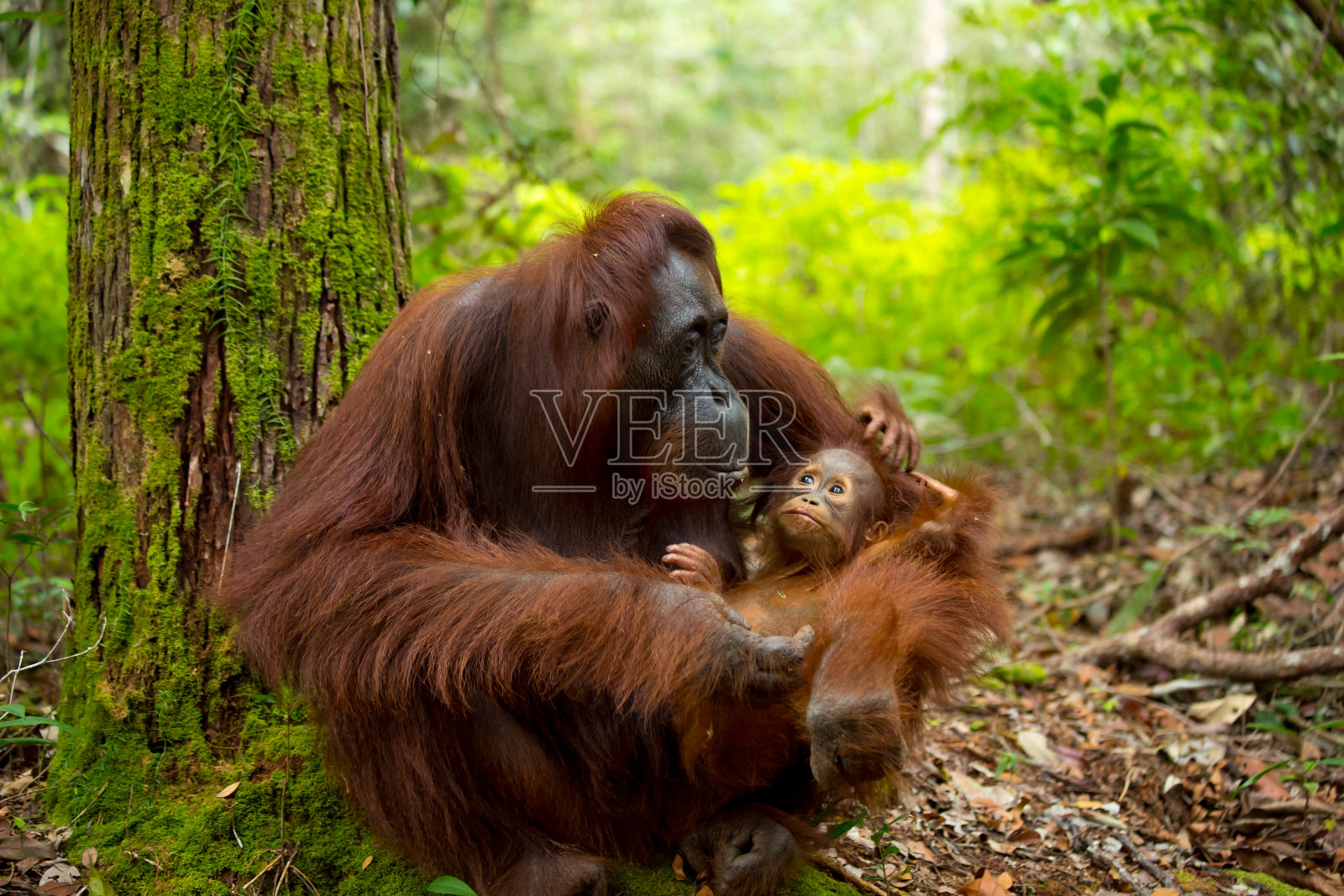 漂亮的猩猩妈妈和猩猩宝宝。照片摄影图片