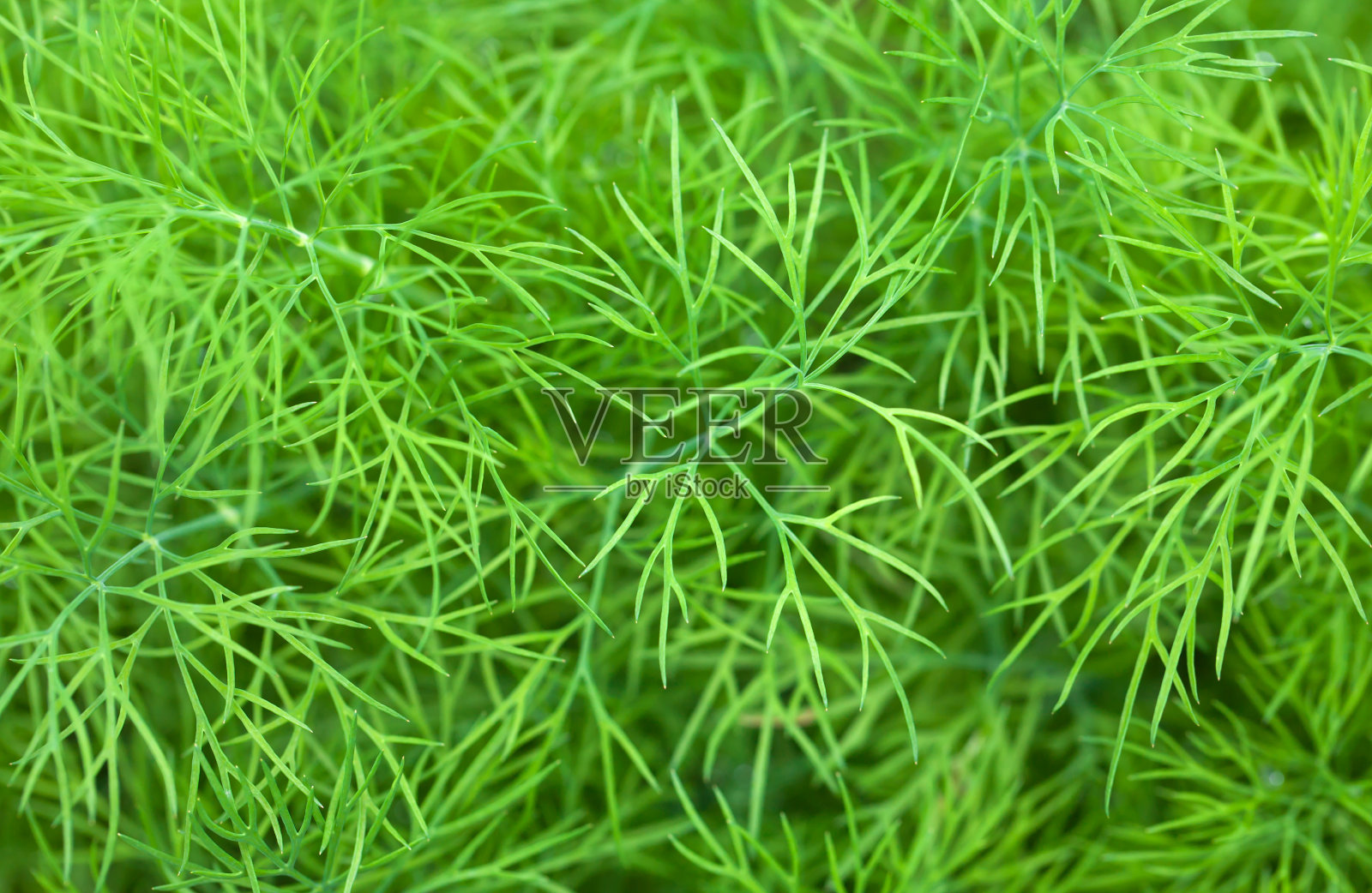 生长在蔬菜床上的绿色小茴香照片摄影图片