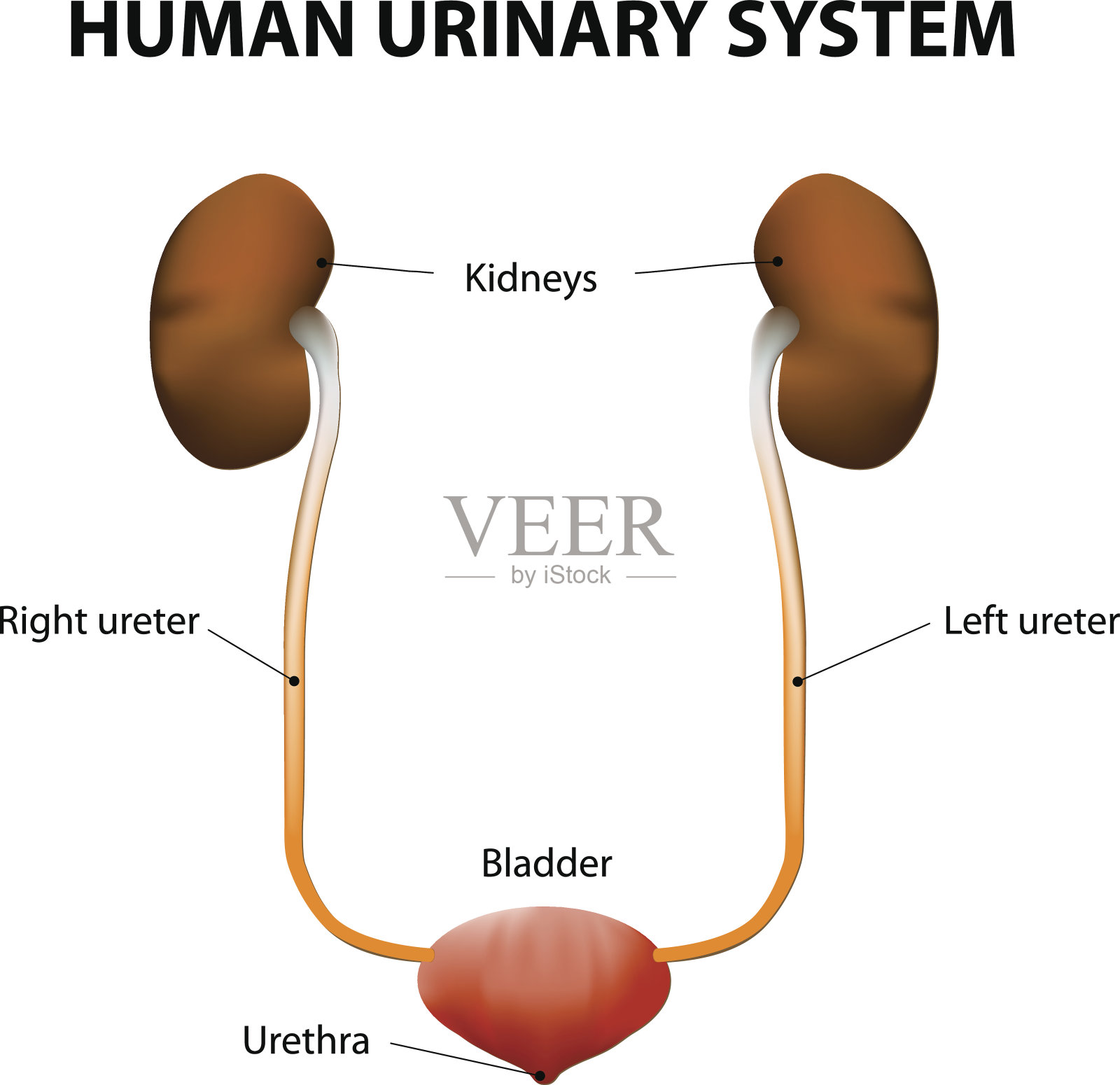 人类泌尿系统插画图片素材