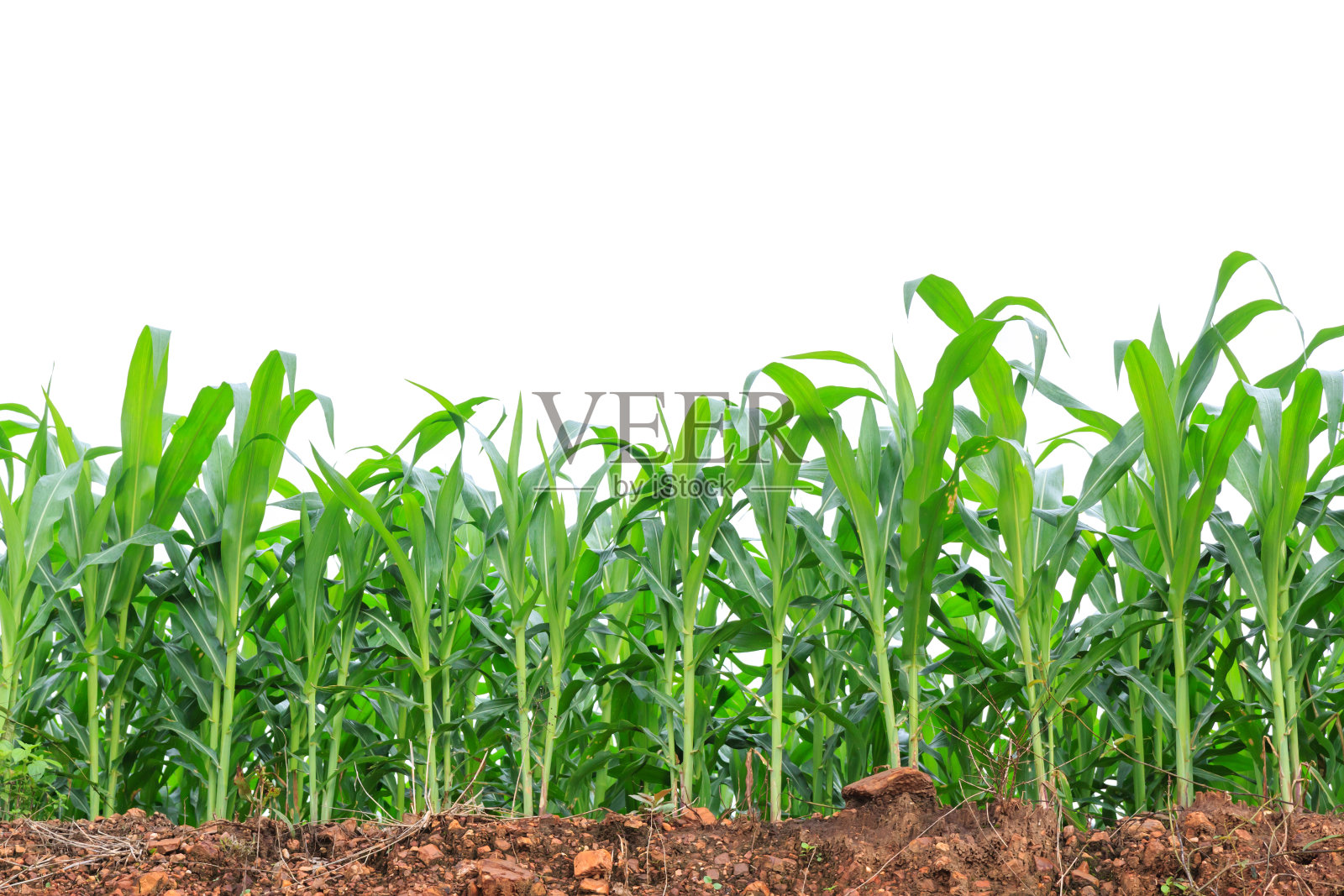 白色背景上的绿色玉米地照片摄影图片