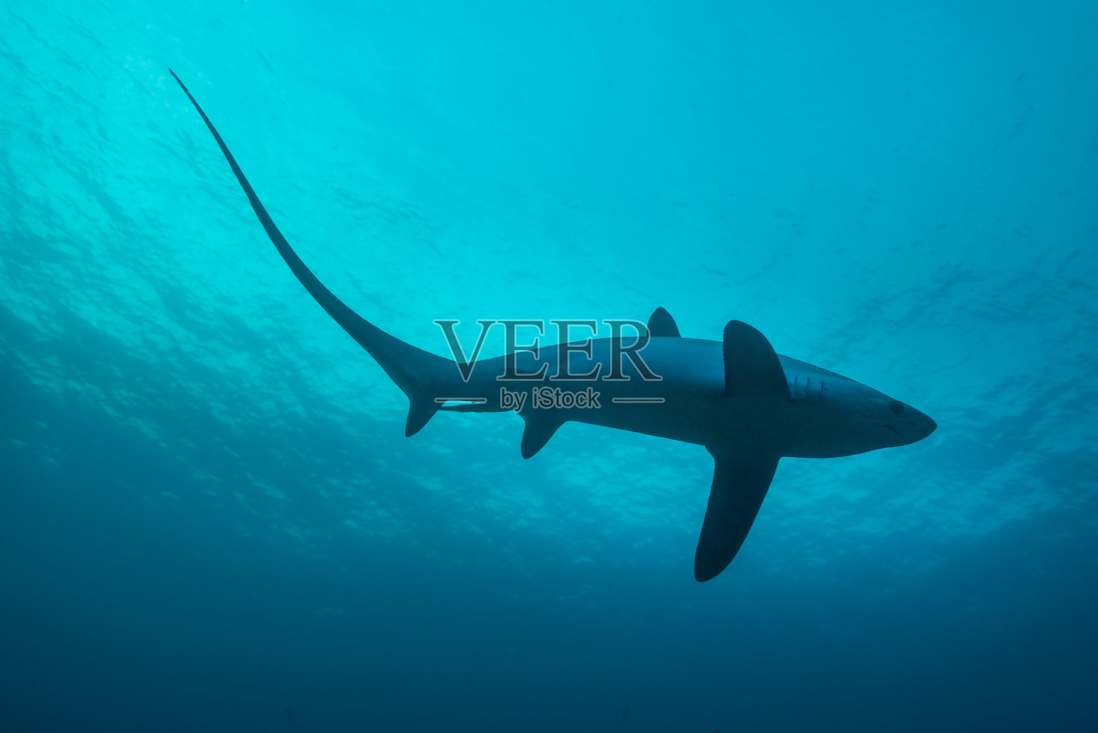 长尾鲨的侧面，显示出极其长的尾巴照片摄影图片