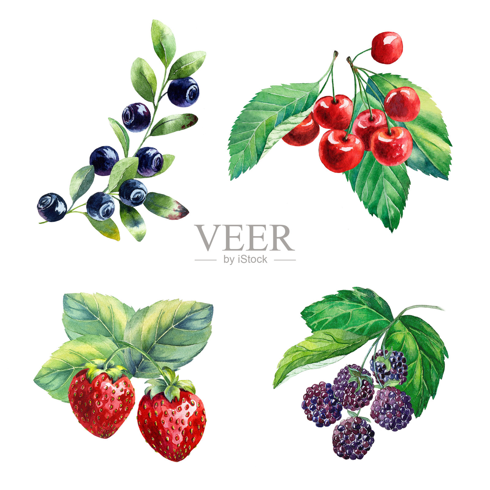 水彩浆果在白色的背景插画图片素材