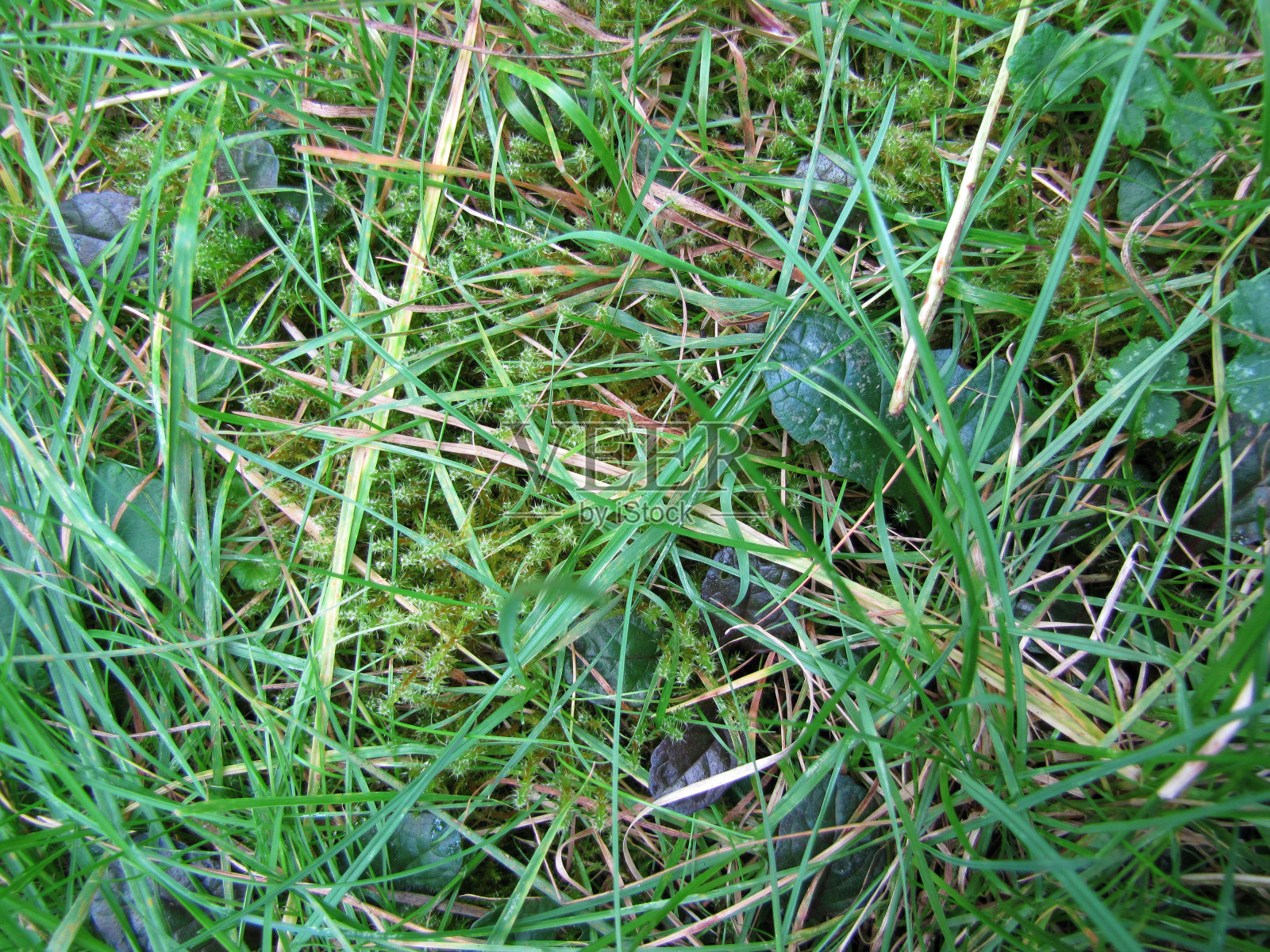 平原草，杂草和苔藓近处照片摄影图片