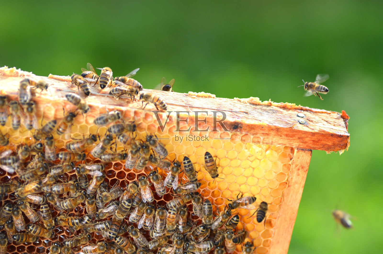 勤劳的蜜蜂在蜂房里筑巢照片摄影图片