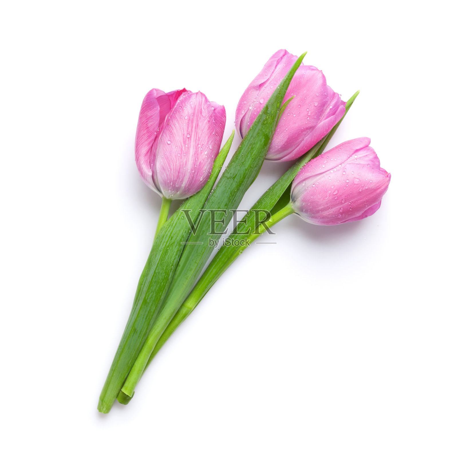 鲜嫩的粉红色郁金香花束照片摄影图片